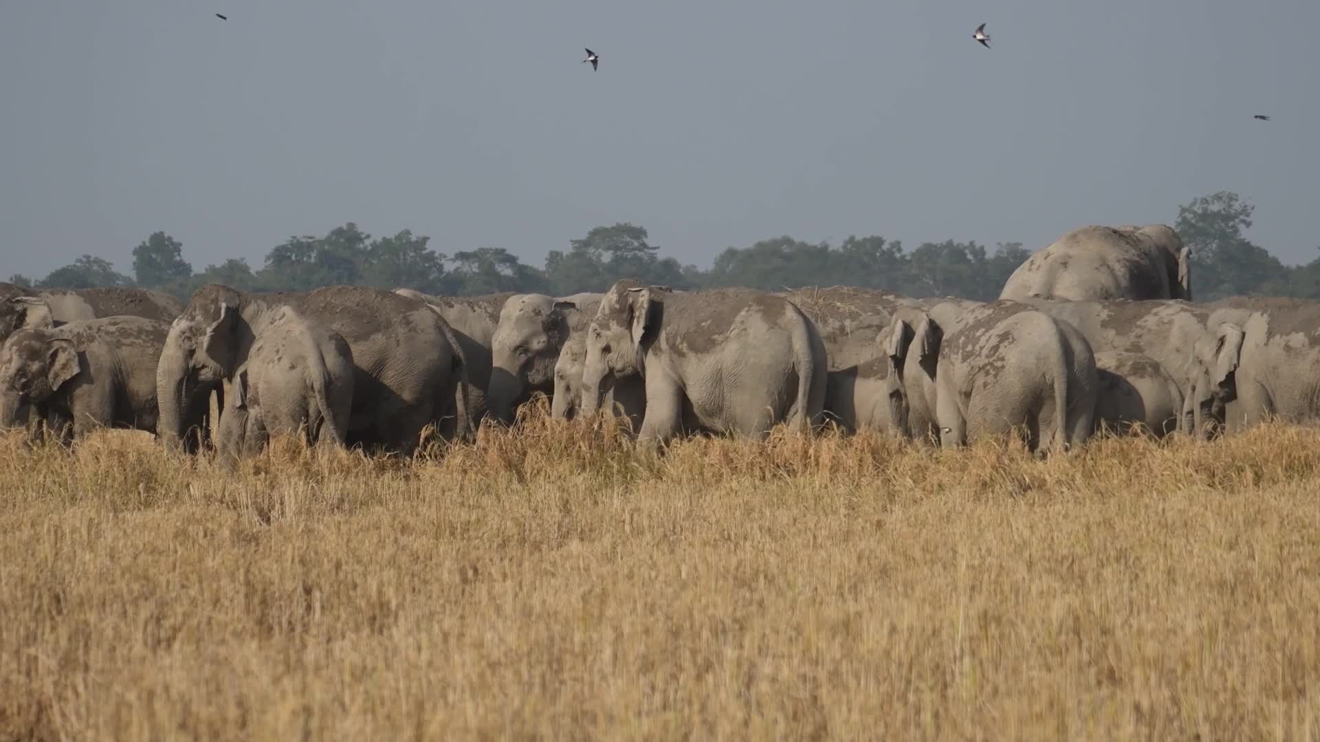 Human-elephant conflict in India