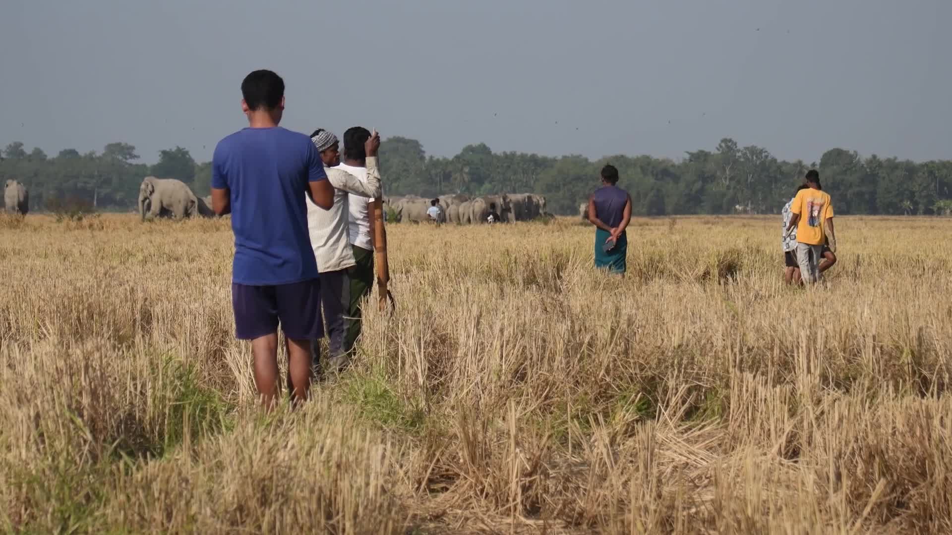 Human-elephant conflict in India