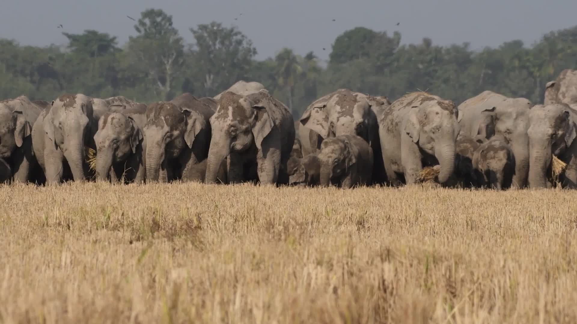 Human-elephant conflict in India