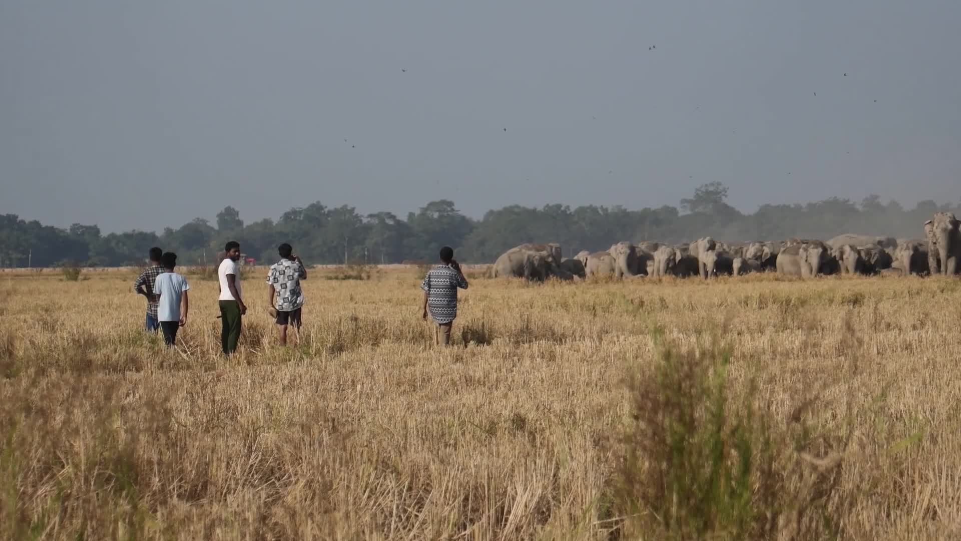 Human-elephant conflict in India