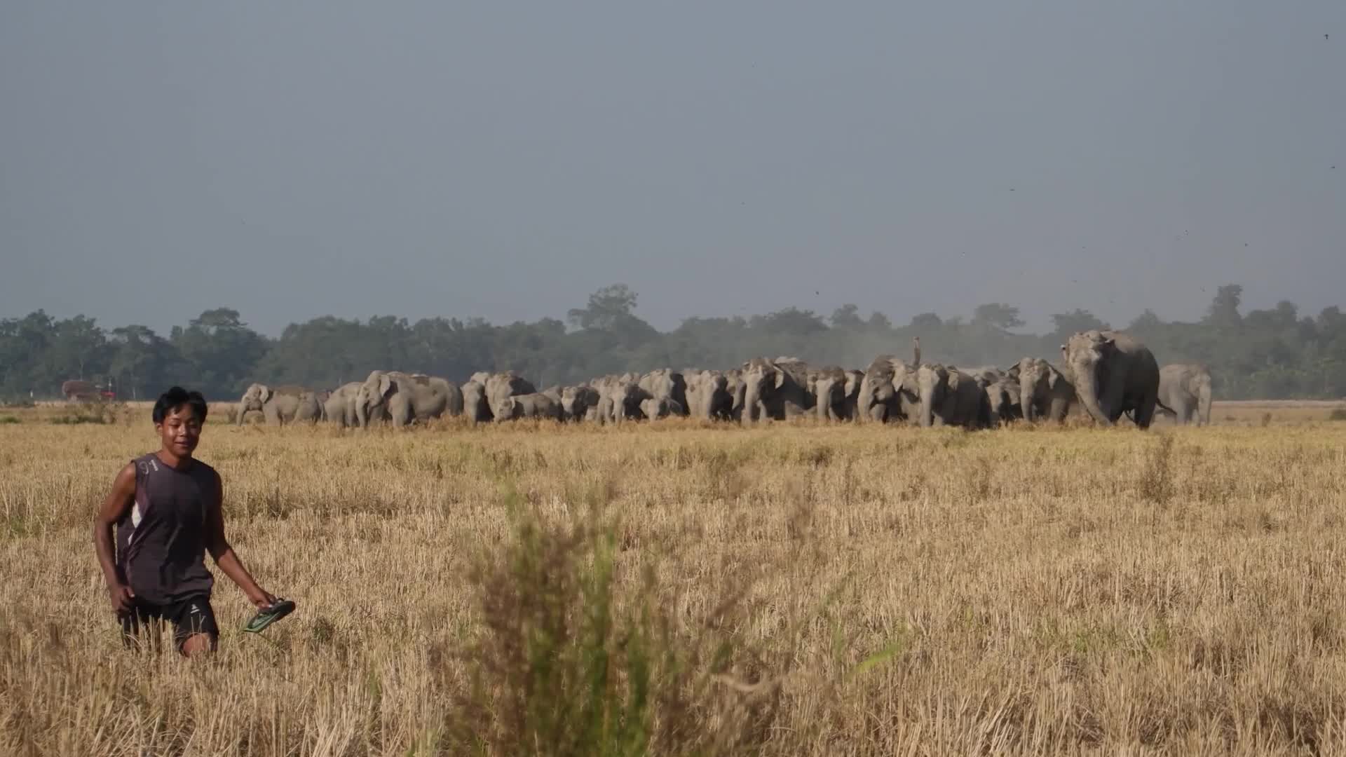 Human-elephant conflict in India