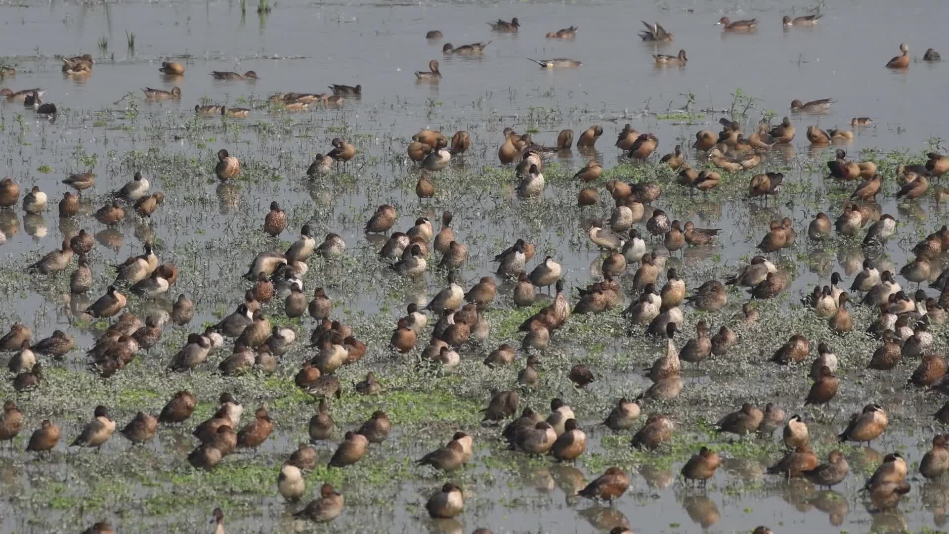 Pobitora Wildlife Sanctuary In India
