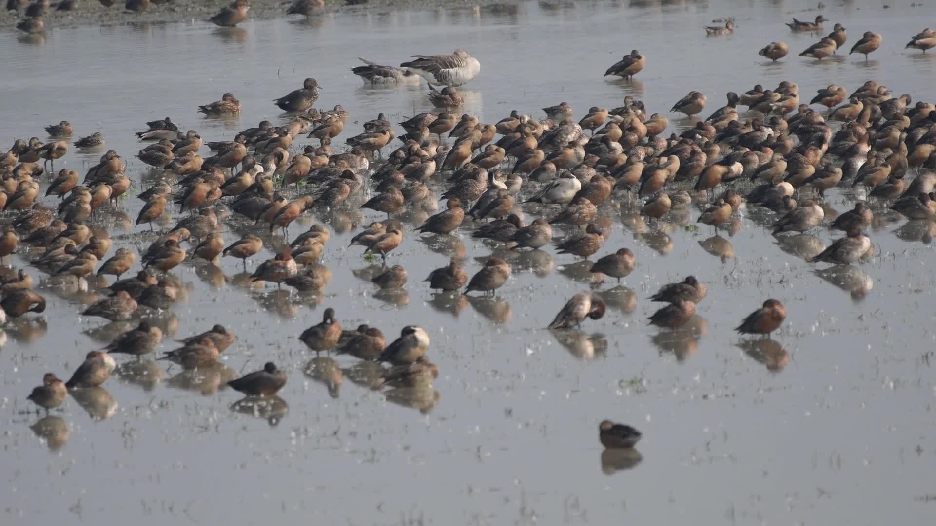 Pobitora Wildlife Sanctuary In India