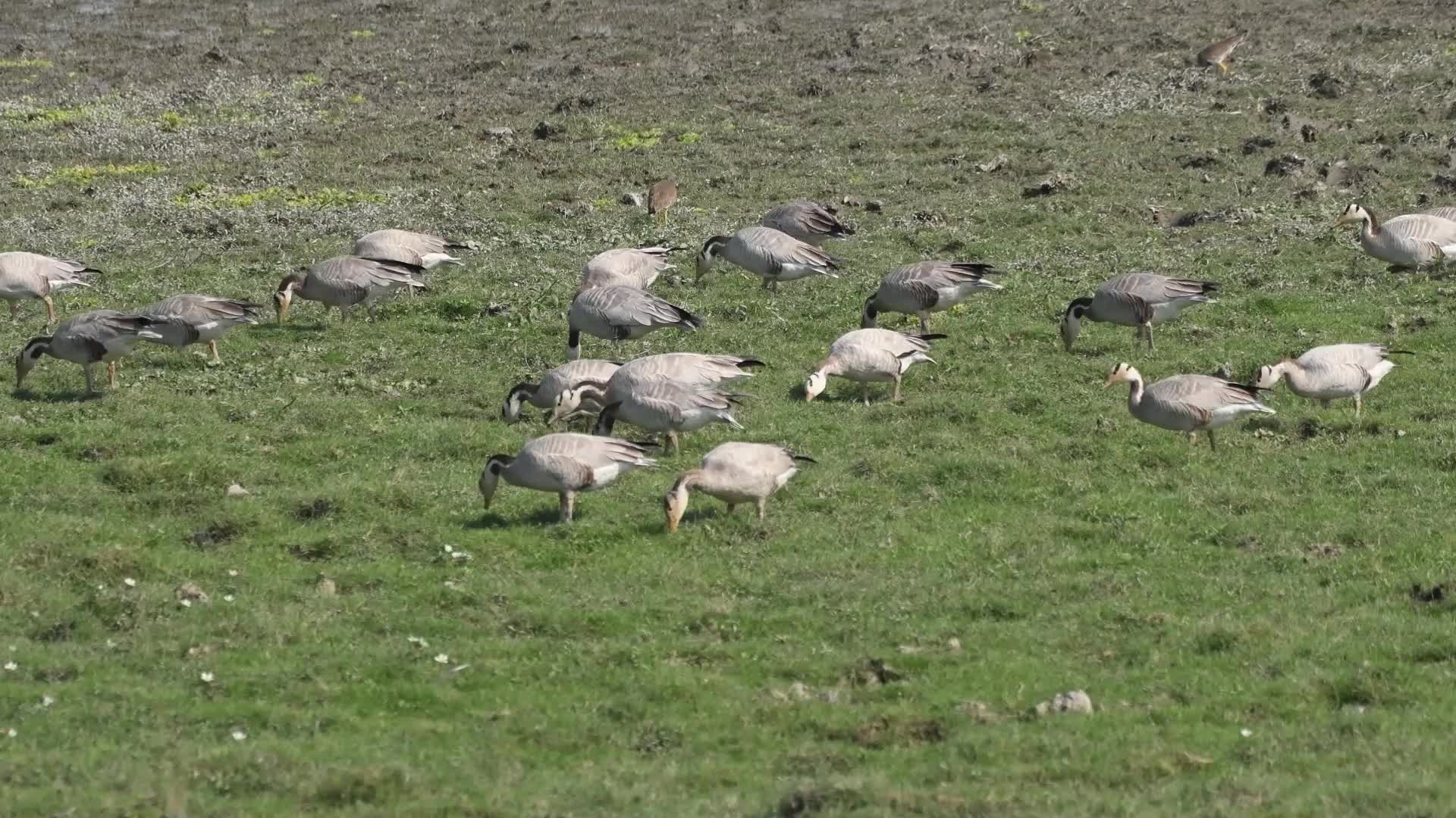 Pobitora Wildlife Sanctuary In India