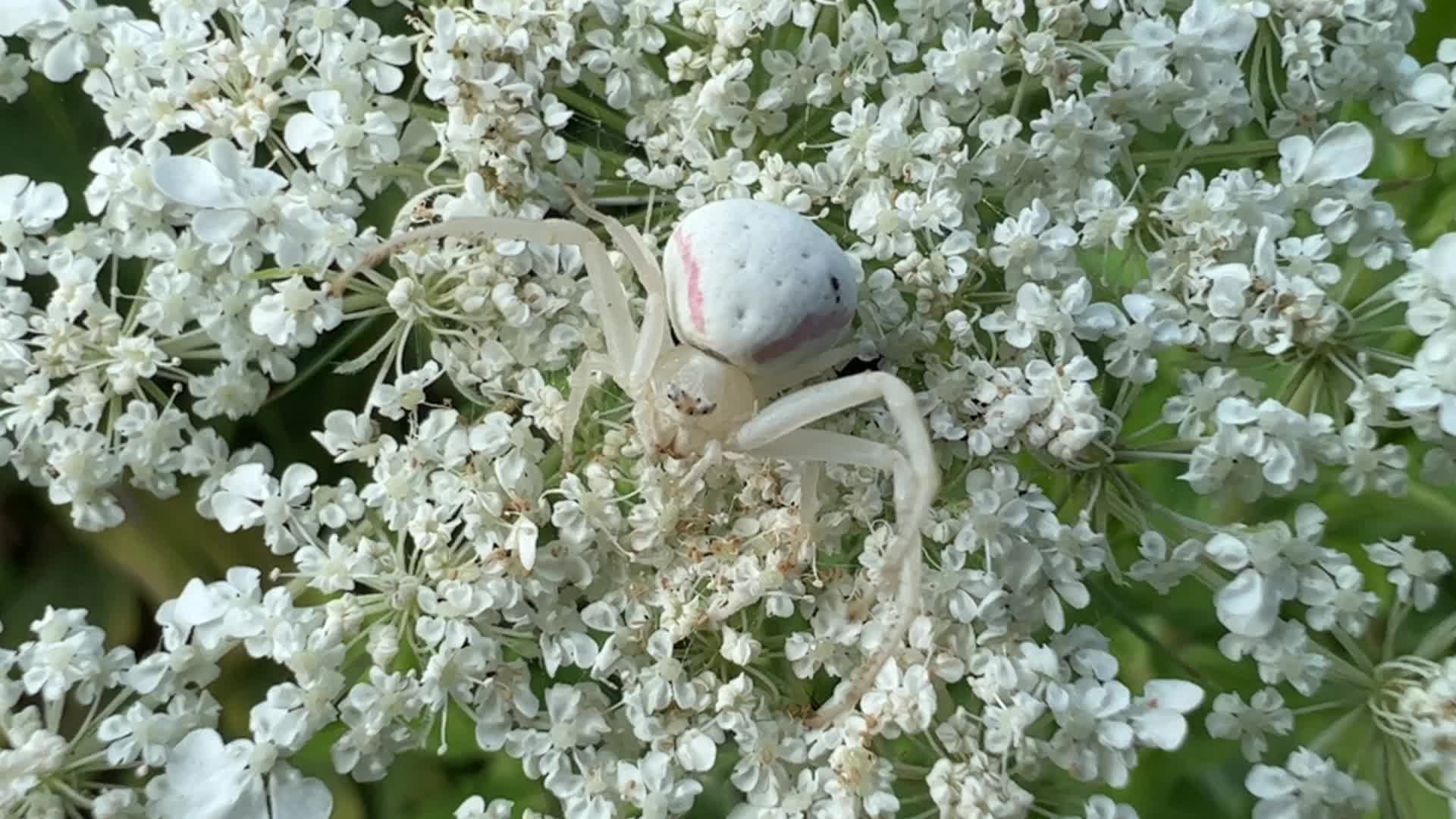 Crab Spider