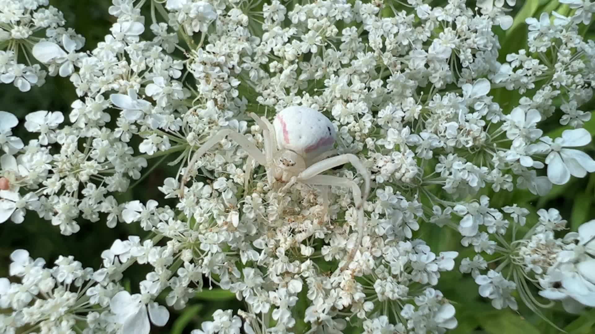 Crab Spider