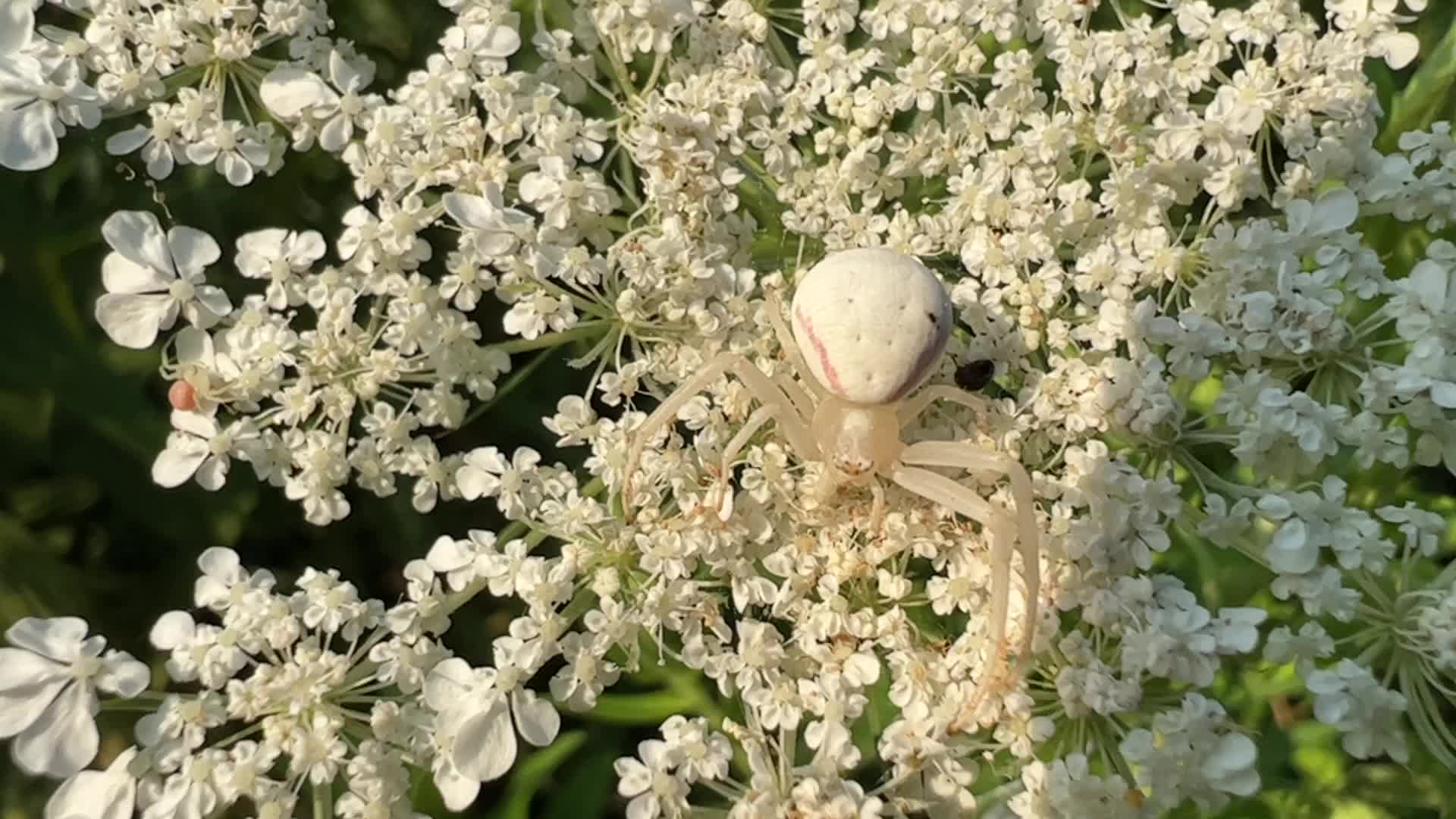Crab Spider