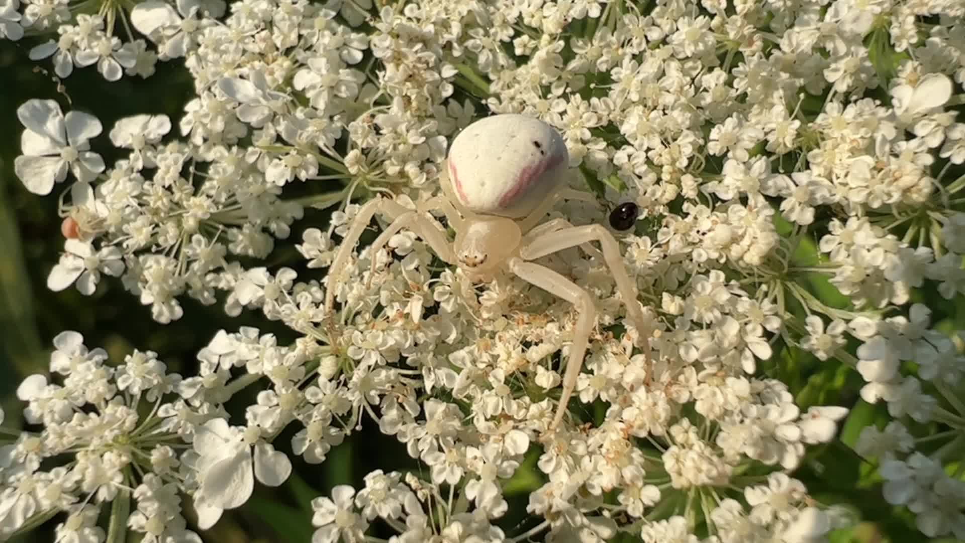 Crab Spider