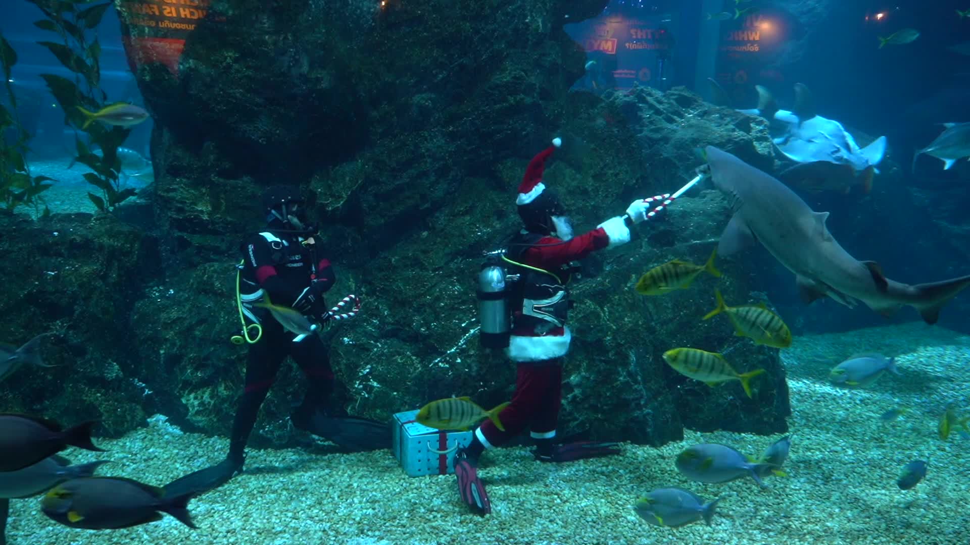 Diver Dressed As Santa Claus Feeds Fish to Celebrate Christmas, in Bangkok.