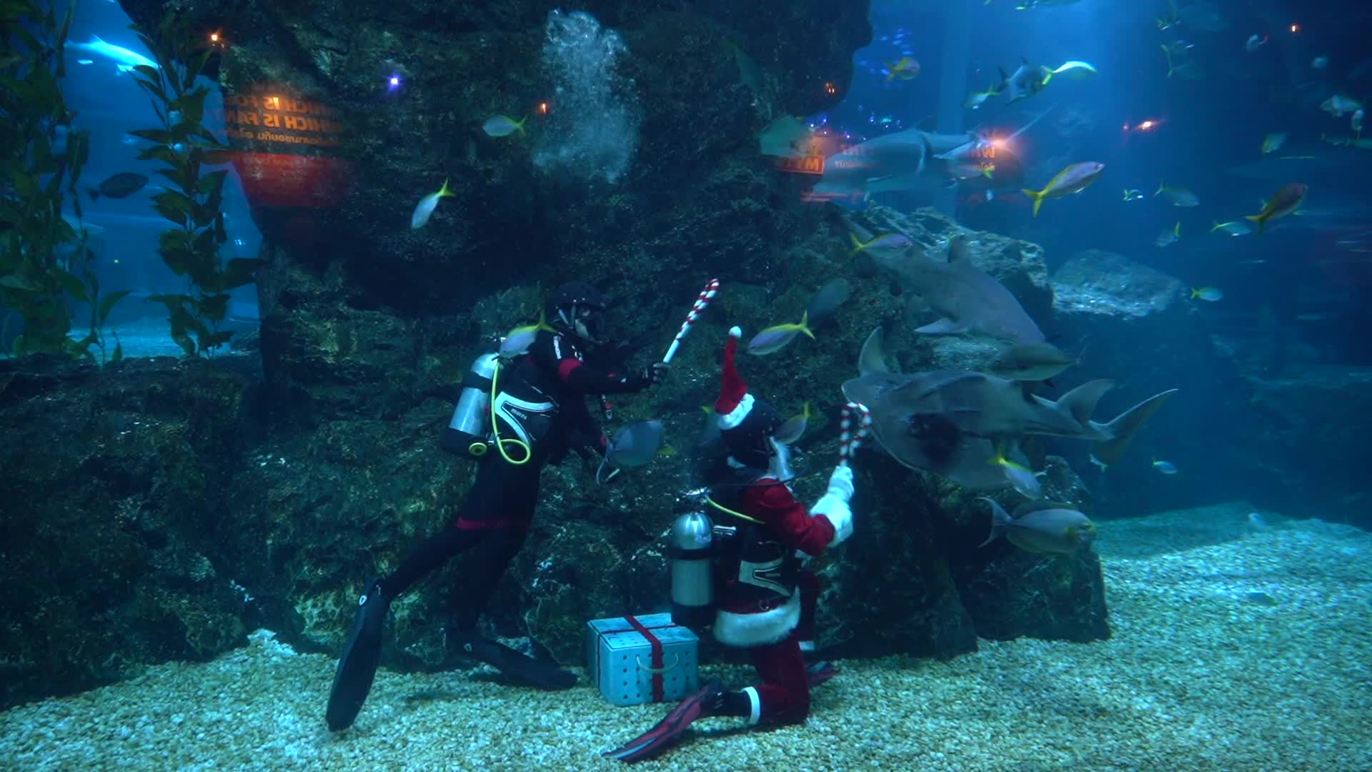 Diver Dressed As Santa Claus Feeds Fish to Celebrate Christmas, in Bangkok.