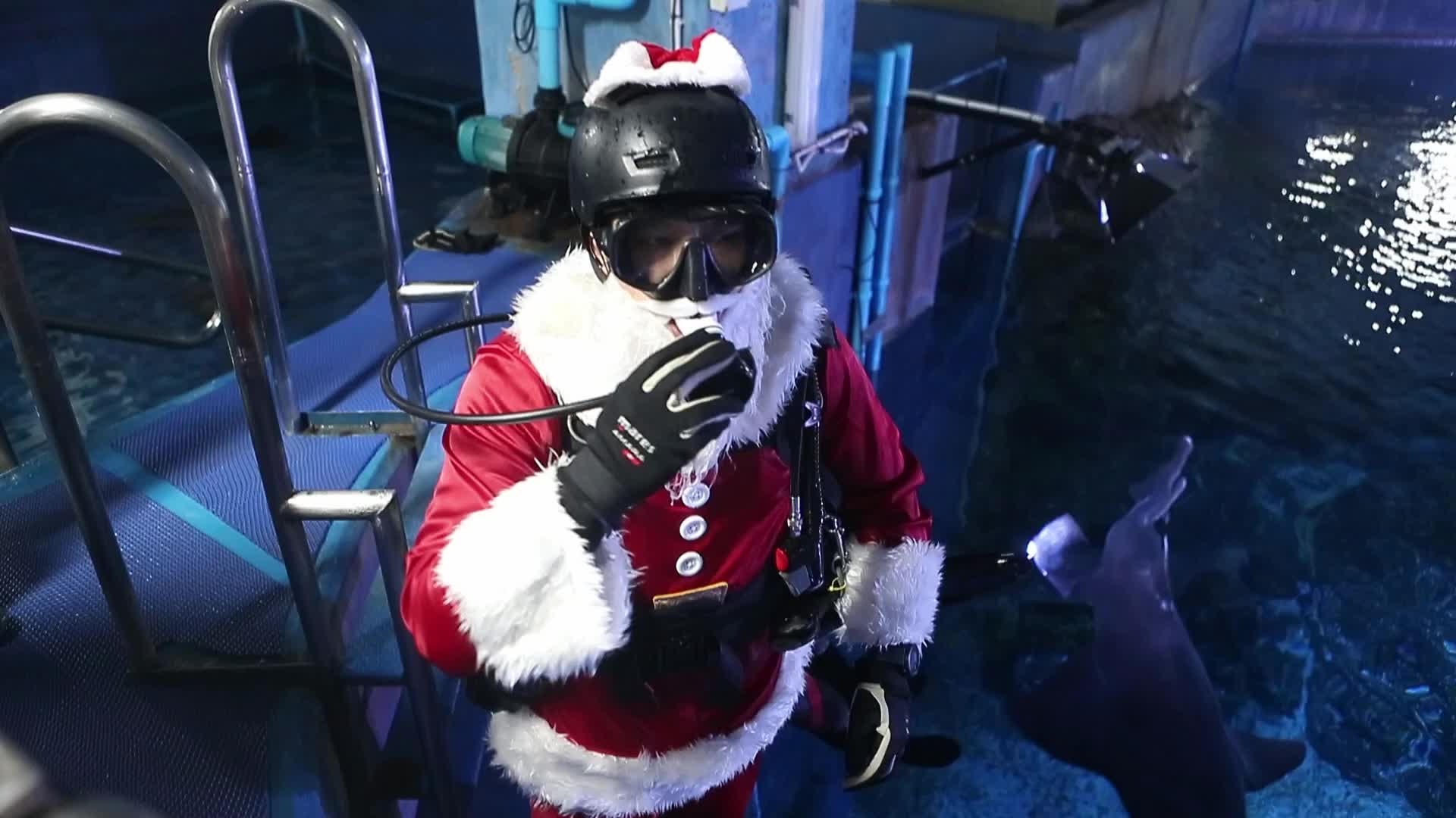 Diver Dressed As Santa Claus Feeds Fish to Celebrate Christmas, in Bangkok