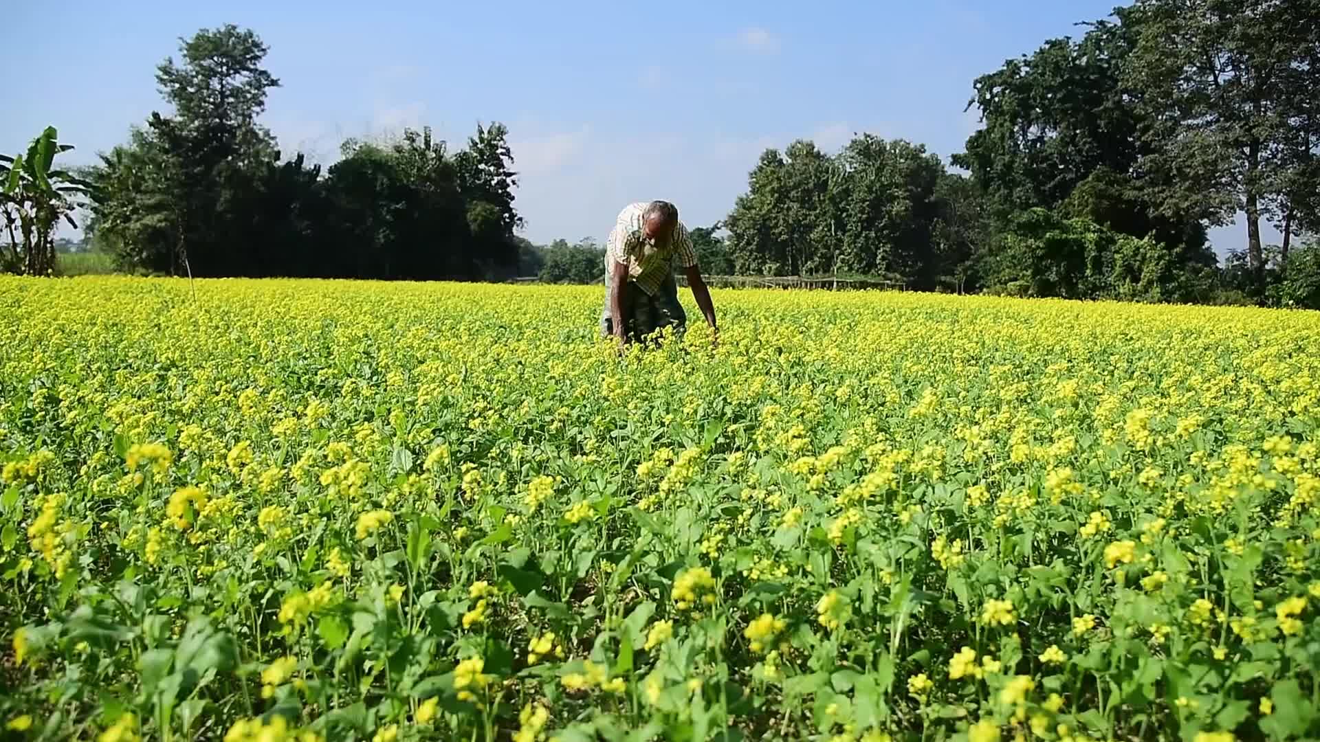 Mustard field in India 