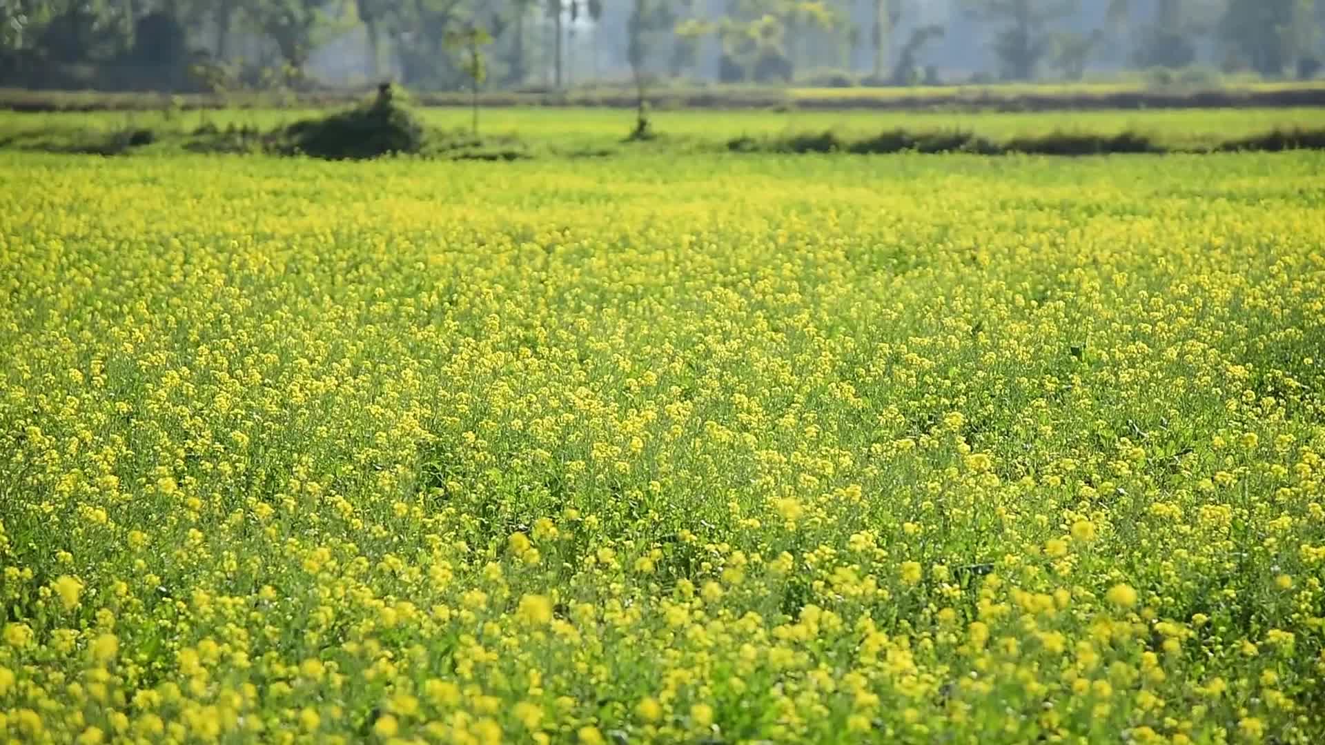 Mustard field in India 