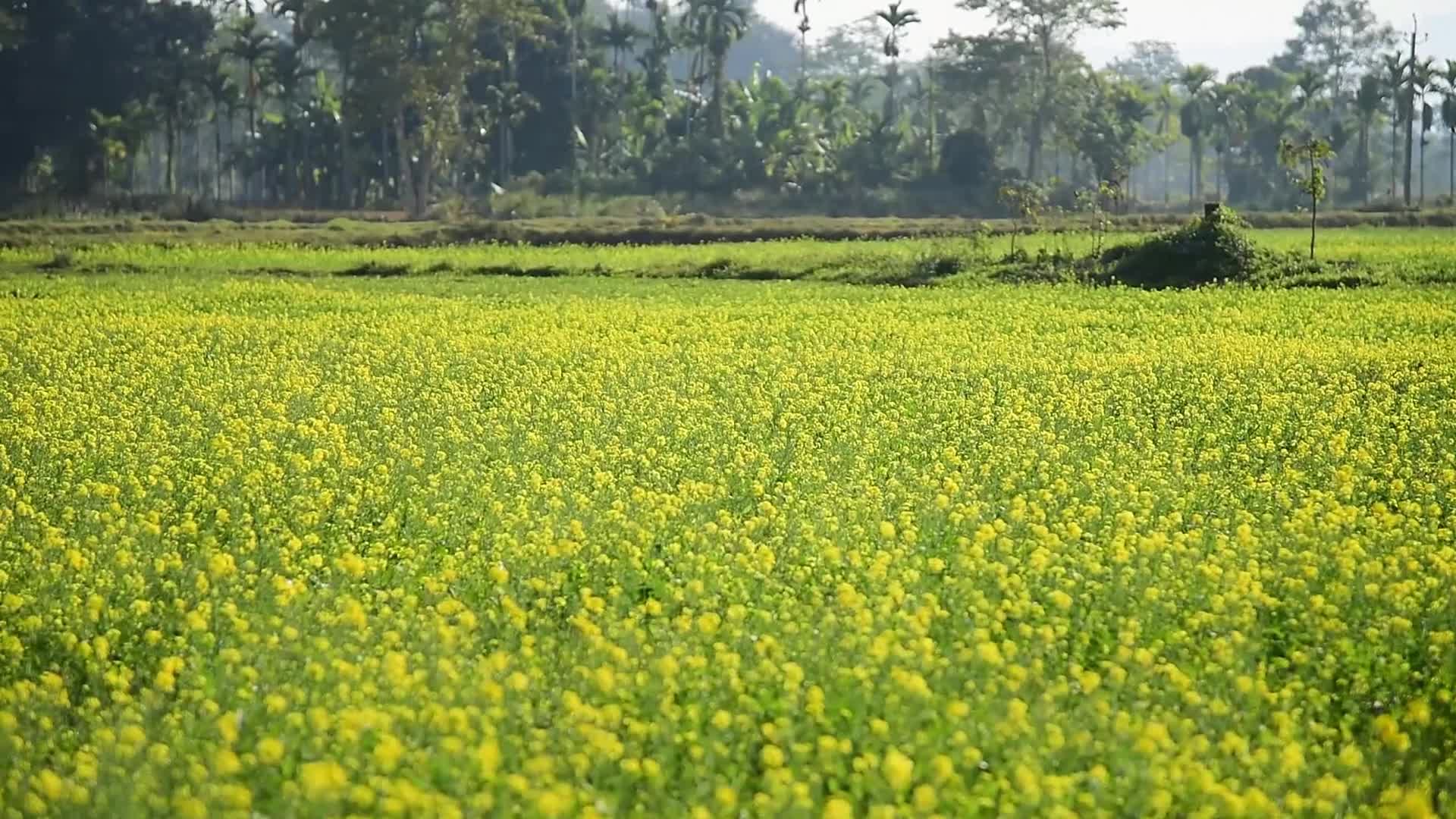 Mustard field in India 