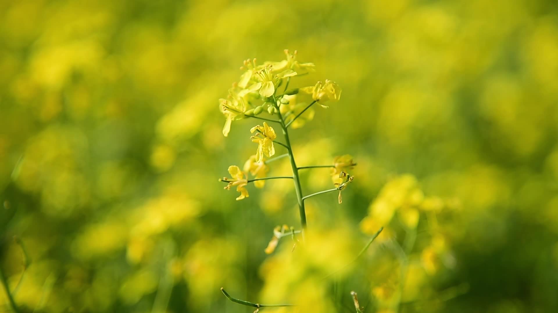 Mustard field in India 