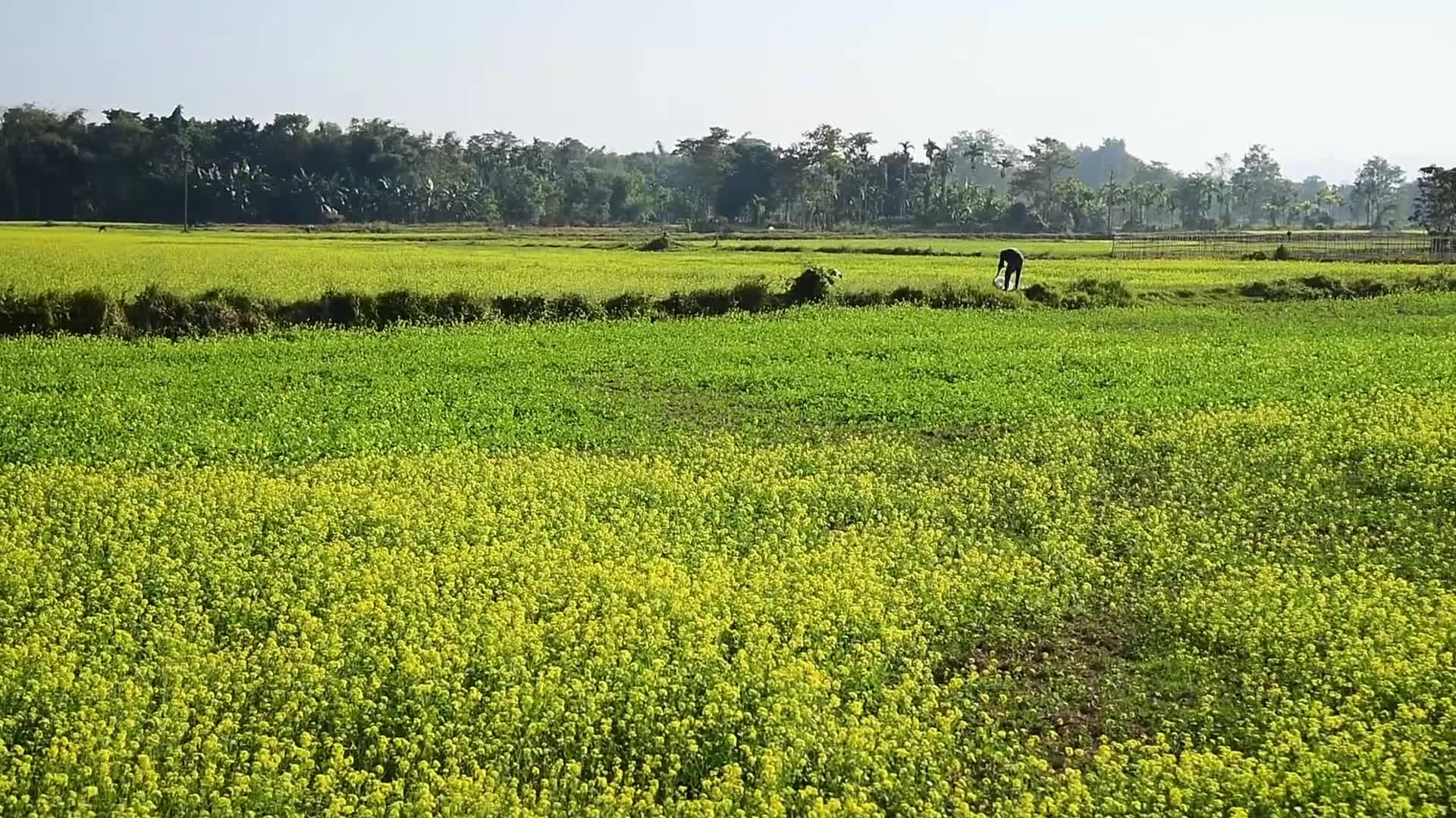 Mustard field in India 
