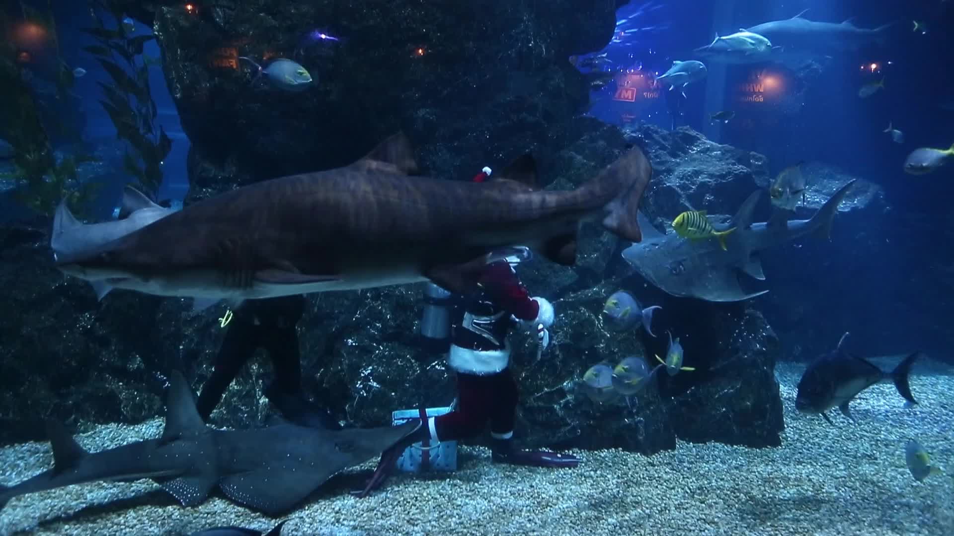 Diver Dressed As Santa Claus Feeds Fish to Celebrate Christmas, in Bangkok