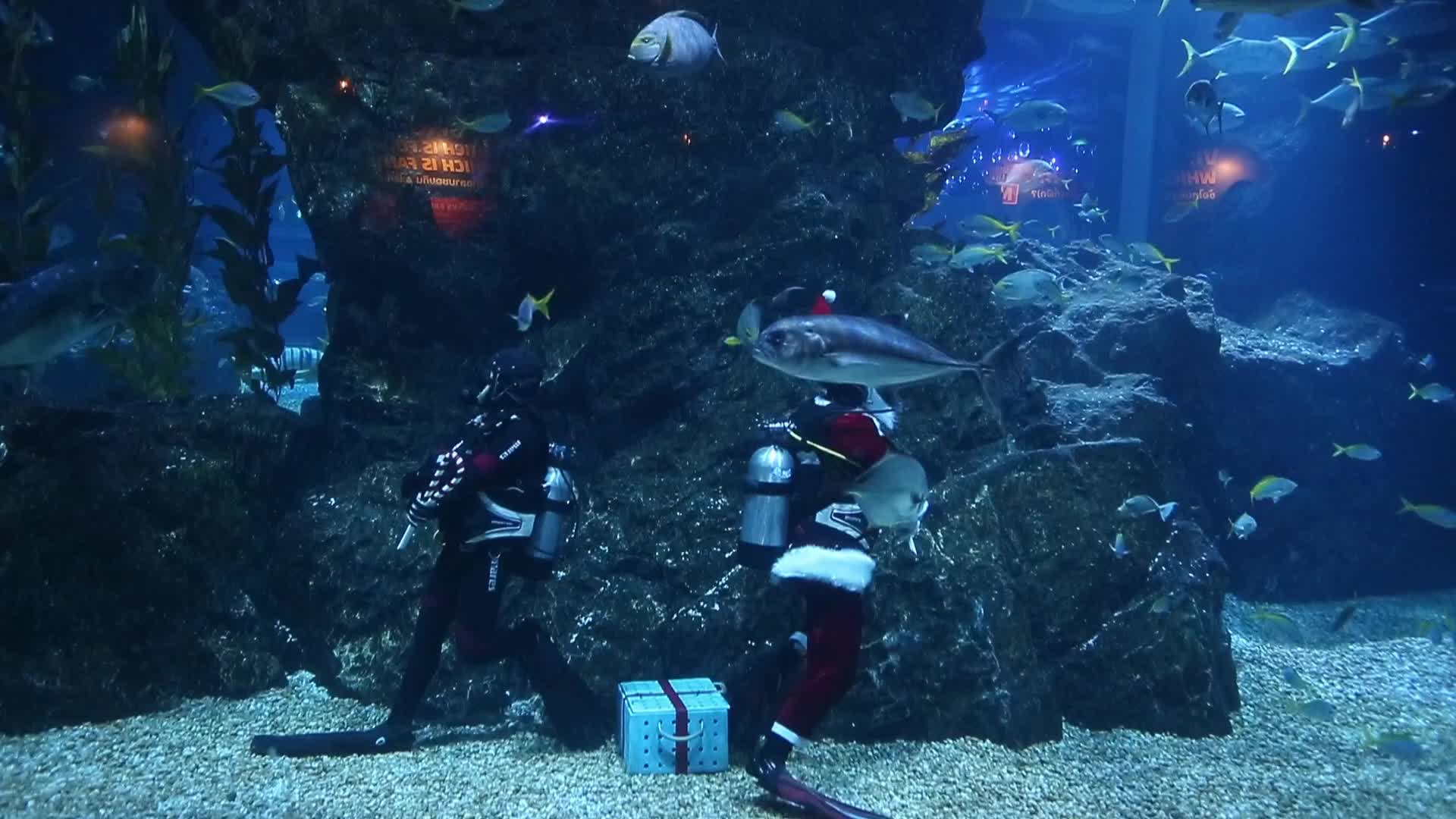 Diver Dressed As Santa Claus Feeds Fish to Celebrate Christmas, in Bangkok