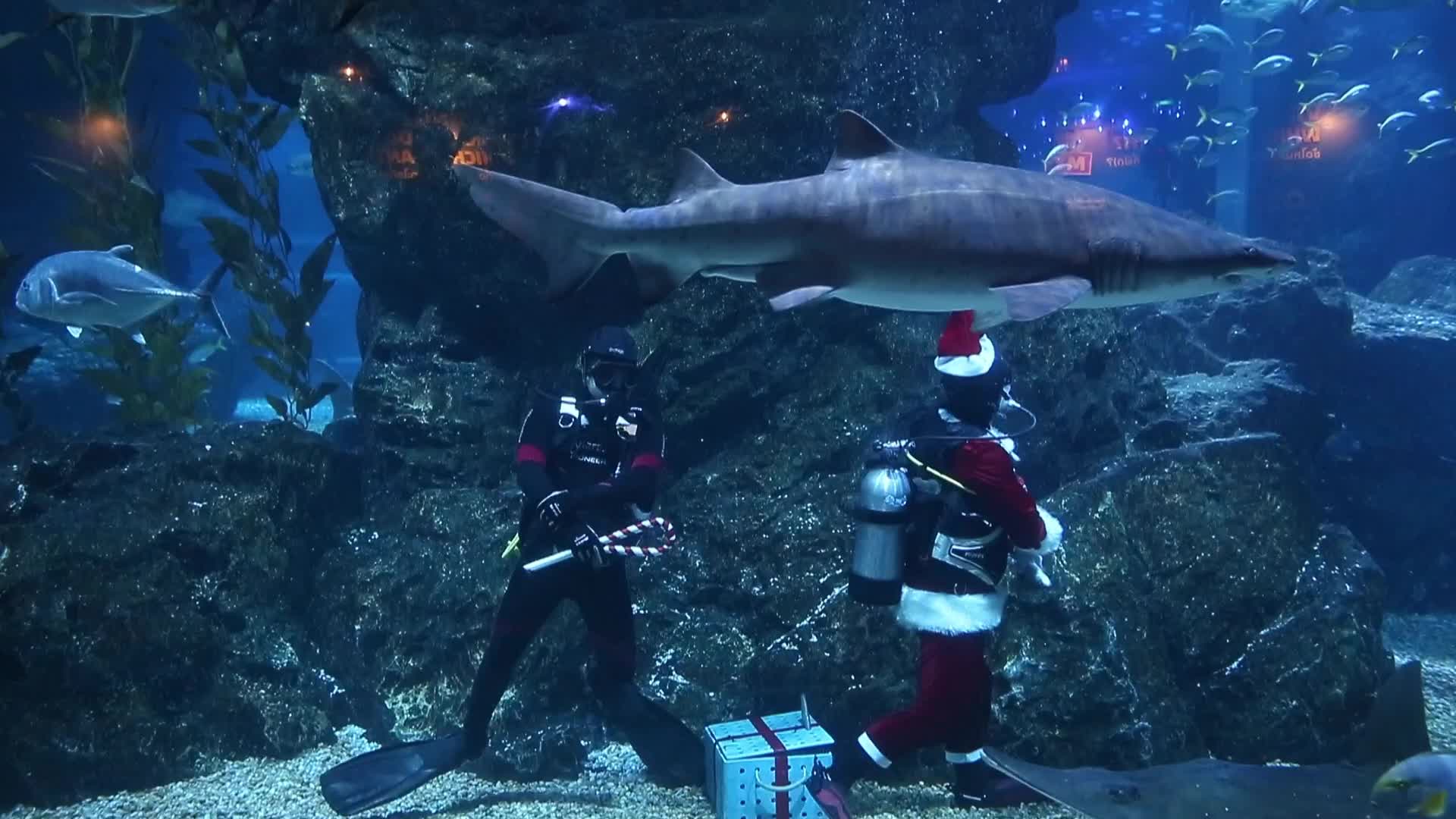 Diver Dressed As Santa Claus Feeds Fish to Celebrate Christmas, in Bangkok