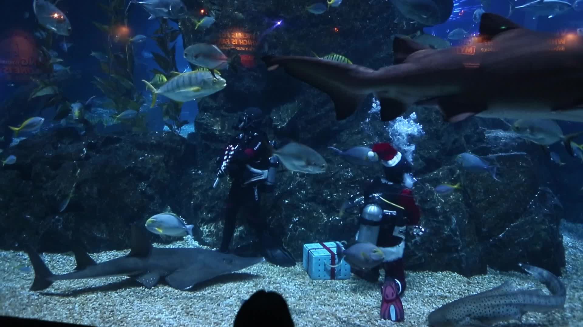 Diver Dressed As Santa Claus Feeds Fish to Celebrate Christmas, in Bangkok