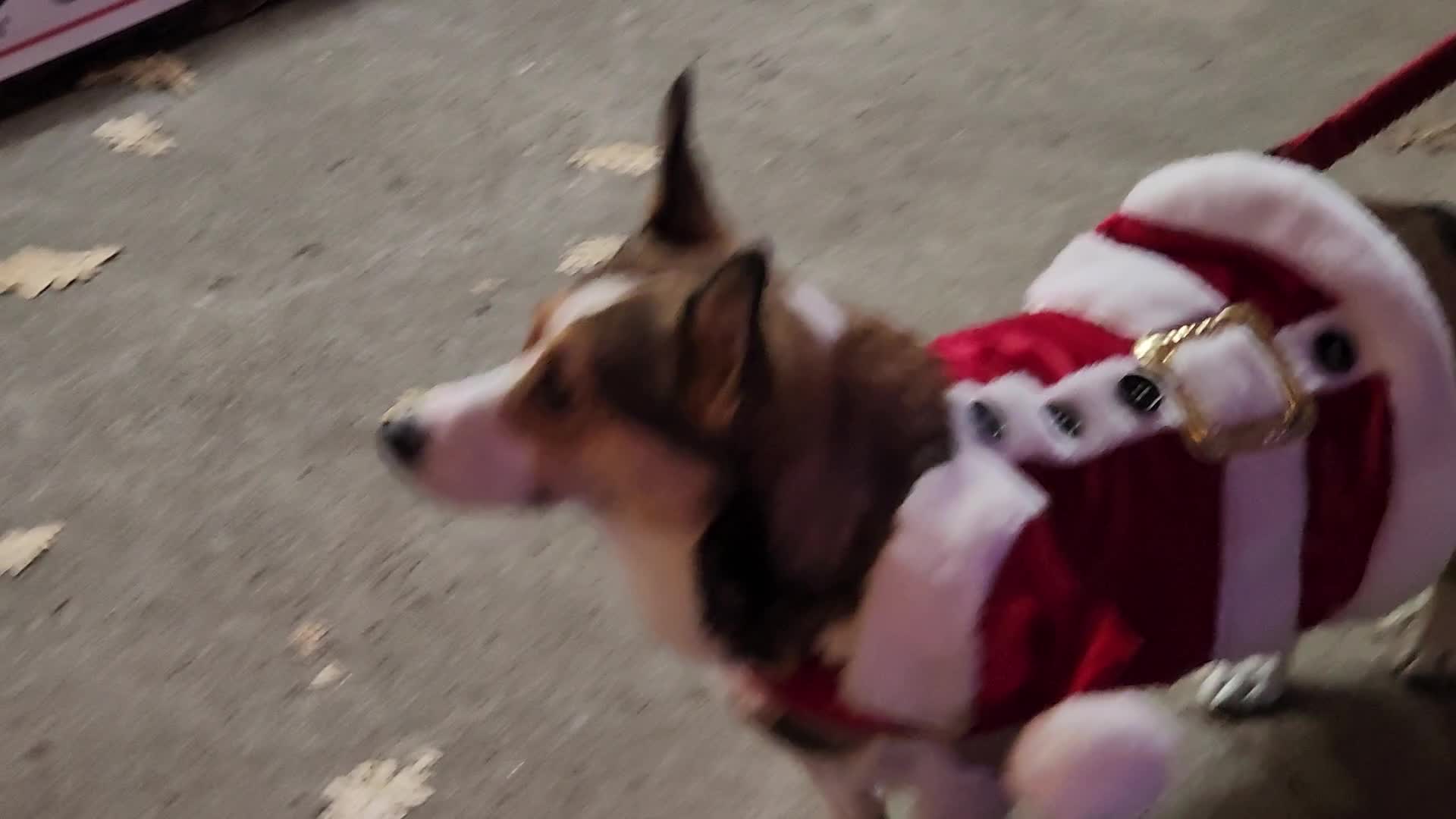 Christmas Season in Toronto, Canada