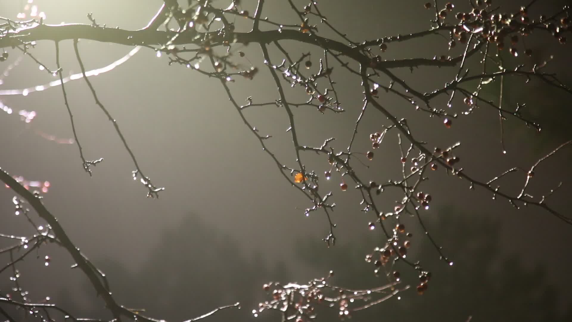 Thick fog in Toronto, Canada