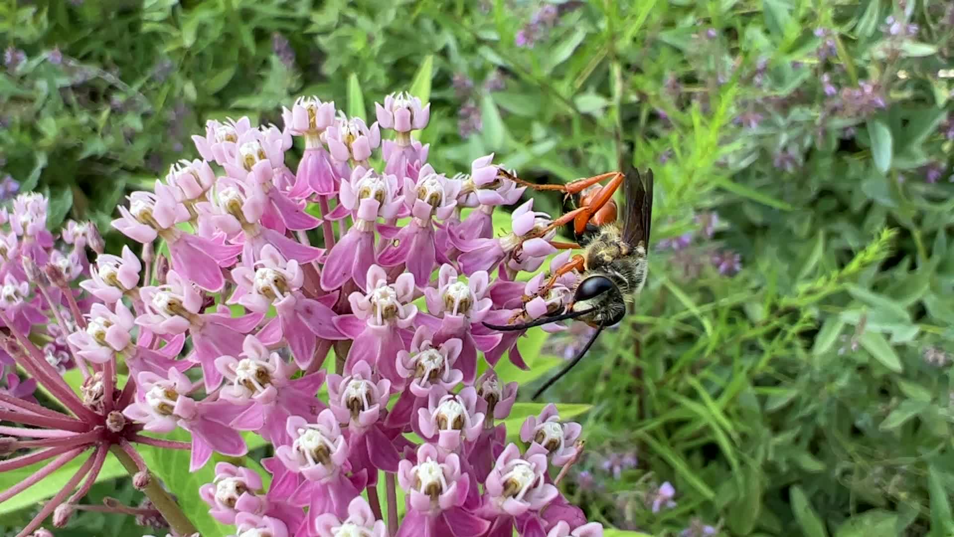 Great Golden Digger Wasp