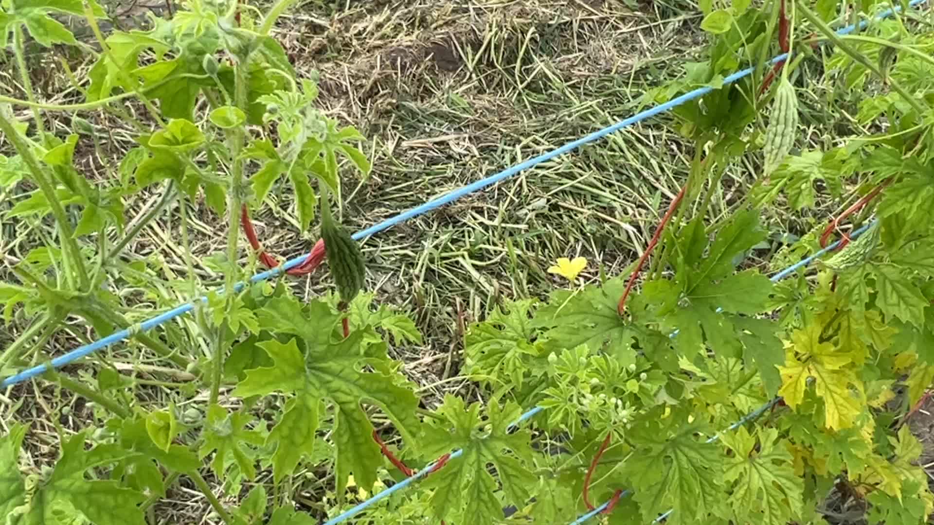 Agriculture in Canada