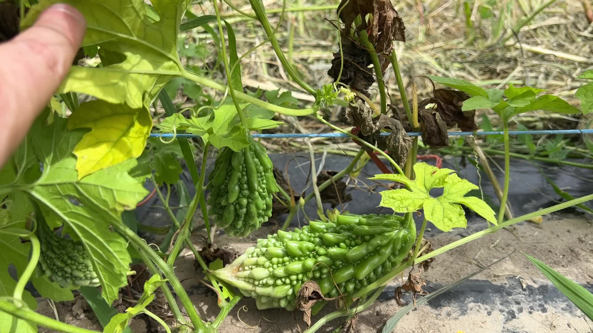 Agriculture in Canada