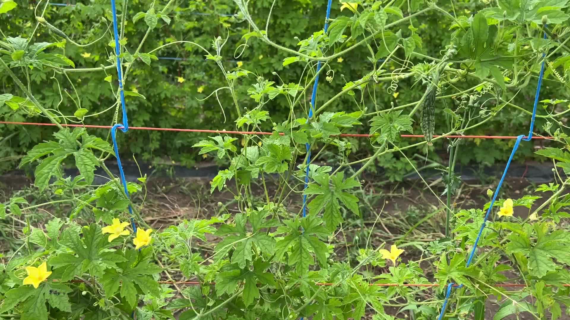 Agriculture in Canada