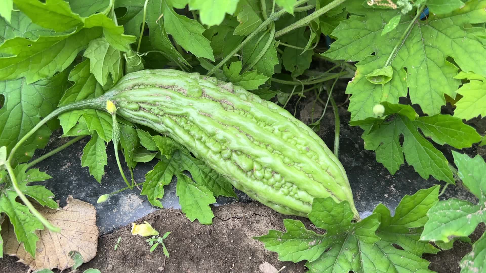 Agriculture in Canada