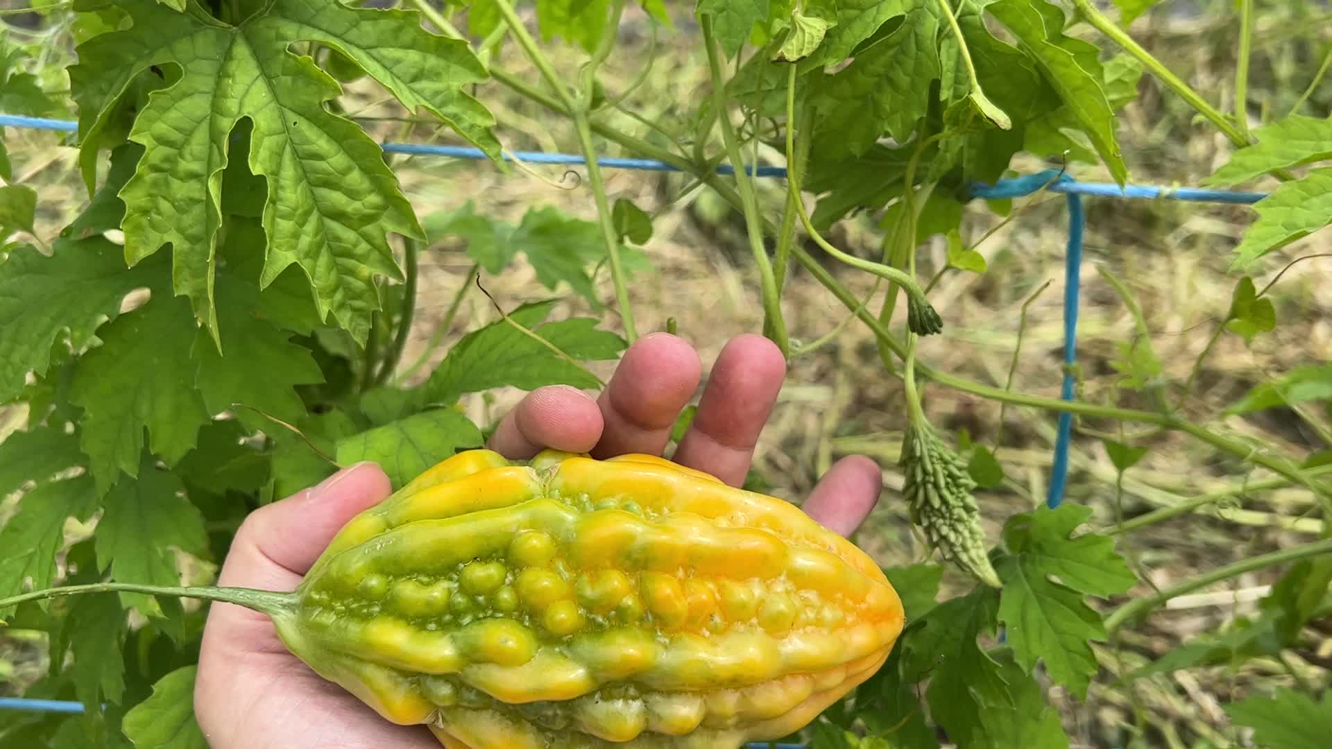 Agriculture in Canada