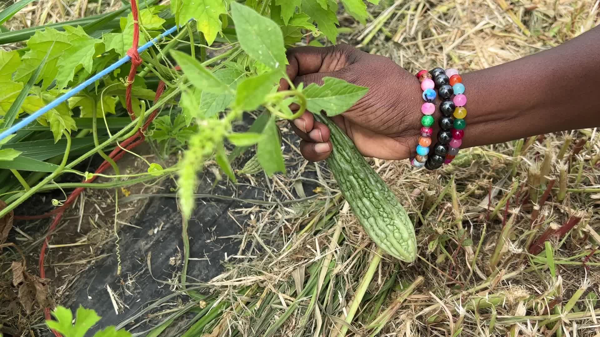 Agriculture in Canada