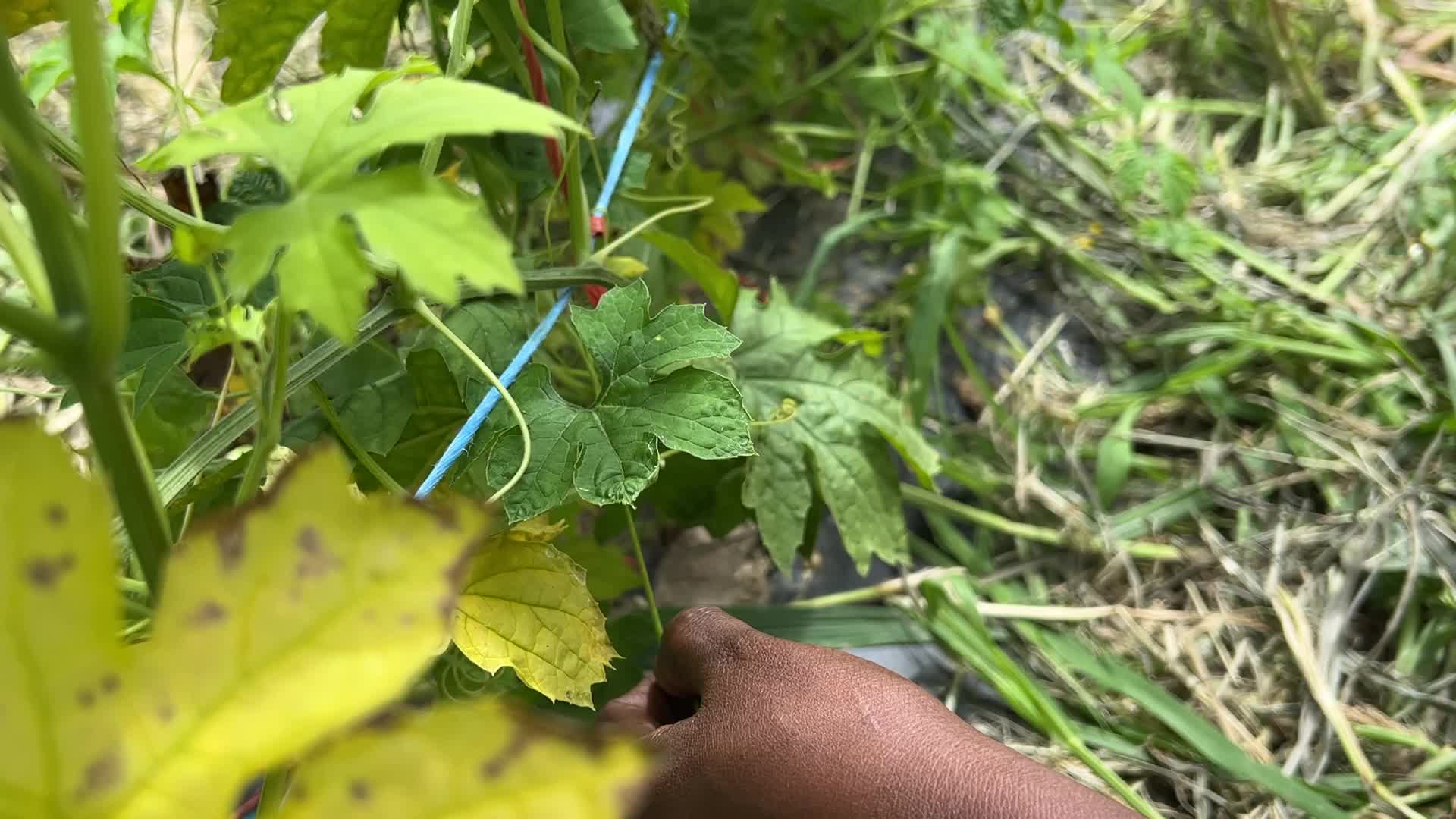 Agriculture in Canada