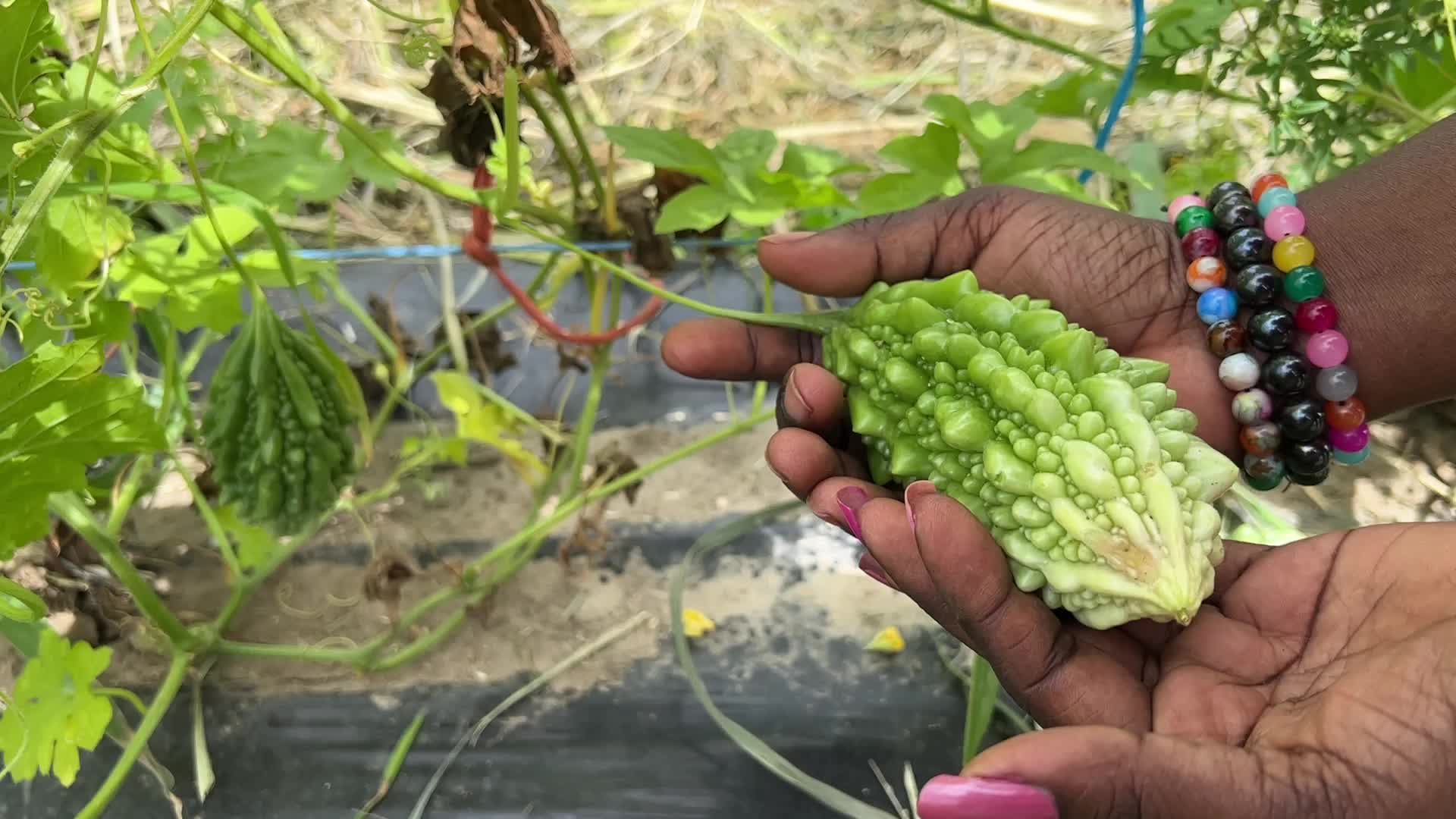 Agriculture in Canada