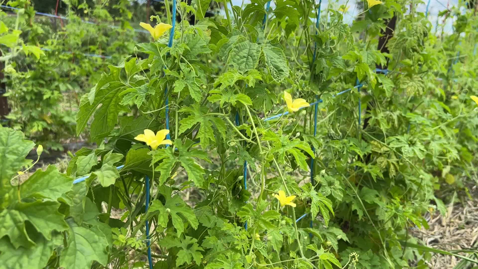 Agriculture in Canada