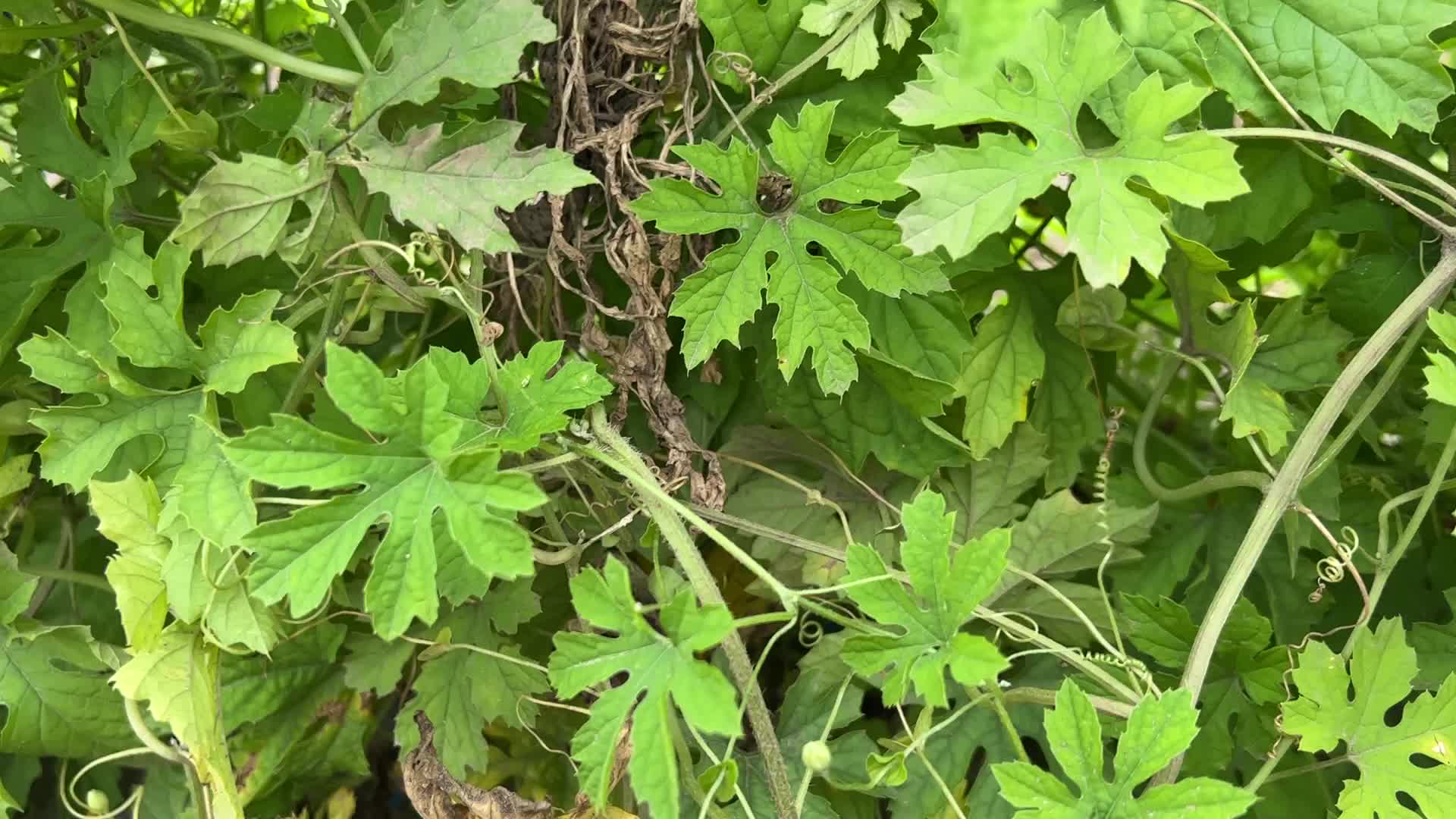 Agriculture in Canada