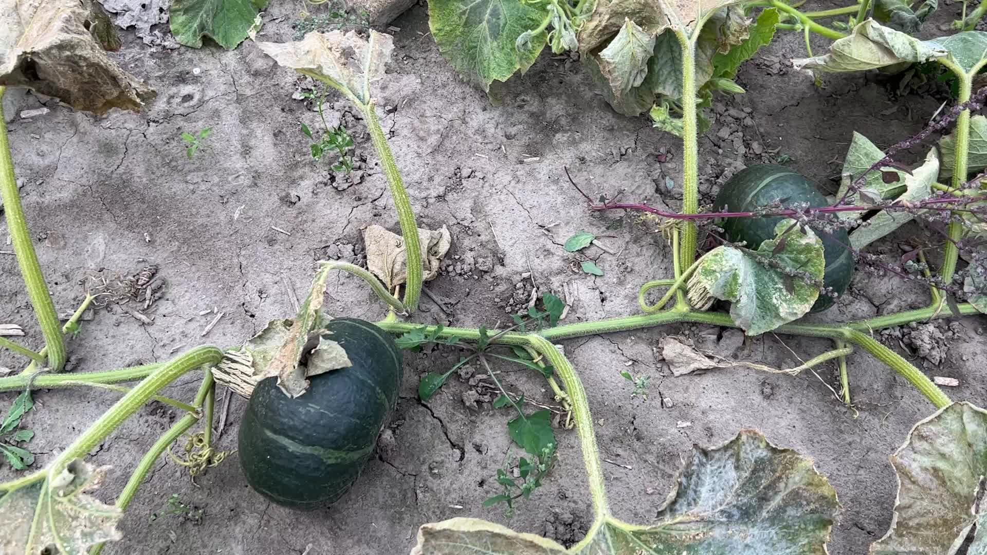 Agriculture in Canada