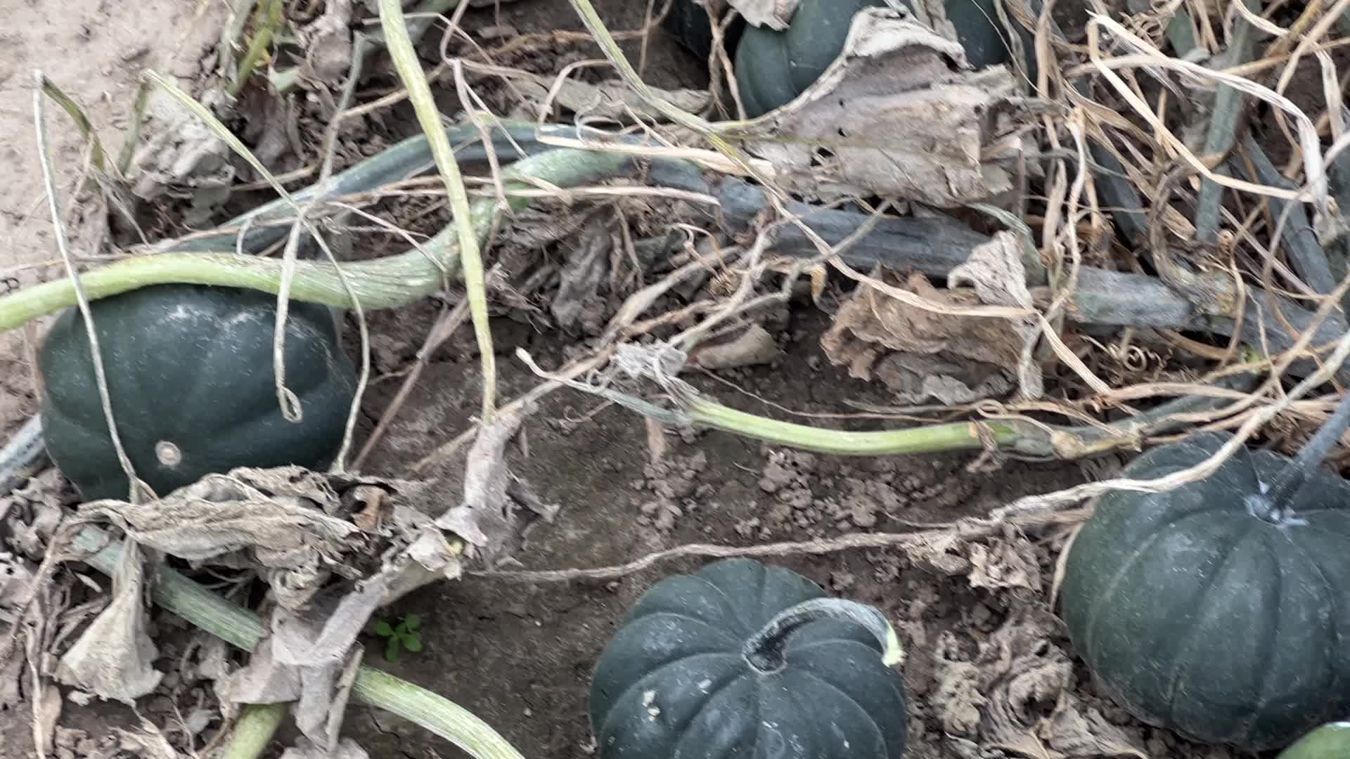 Agriculture in Canada