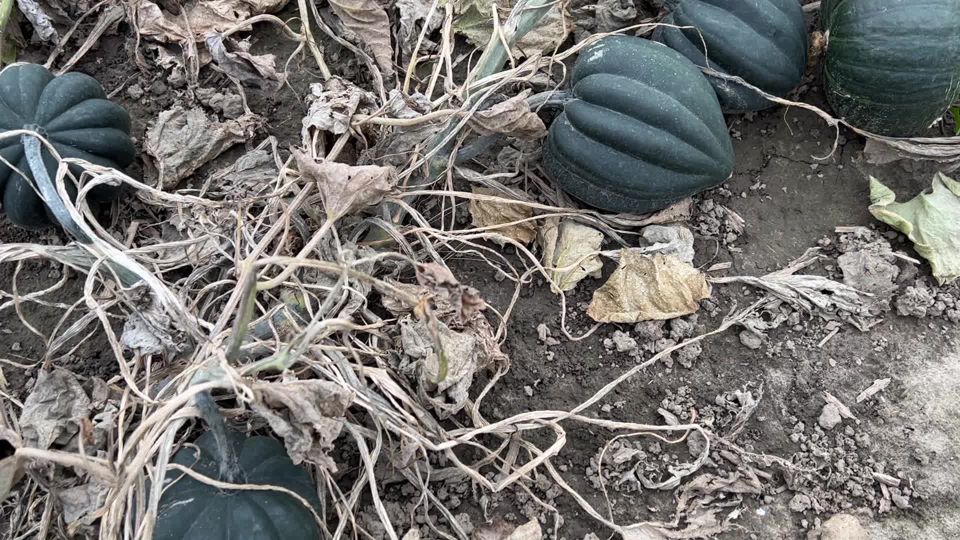 Agriculture in Canada