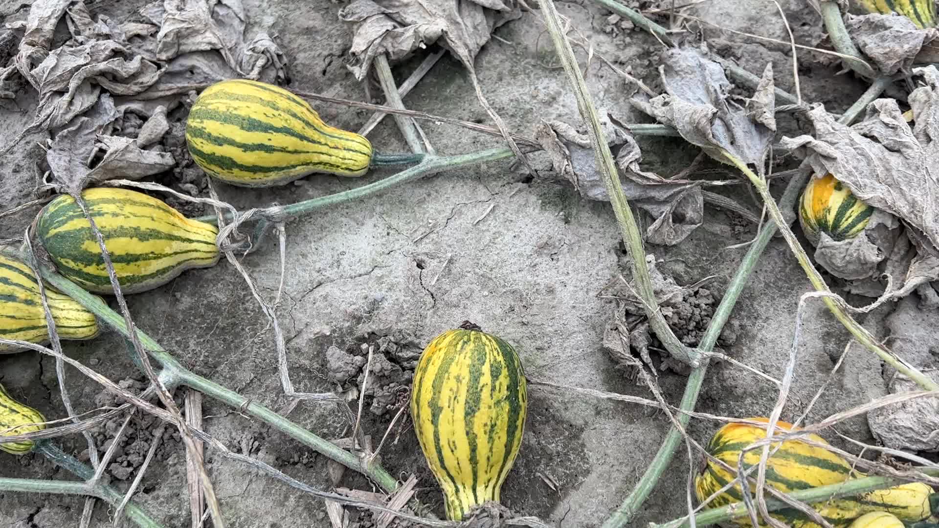 Agriculture in Canada