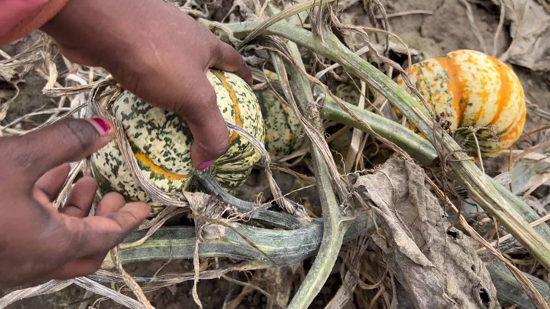 Agriculture in Canada