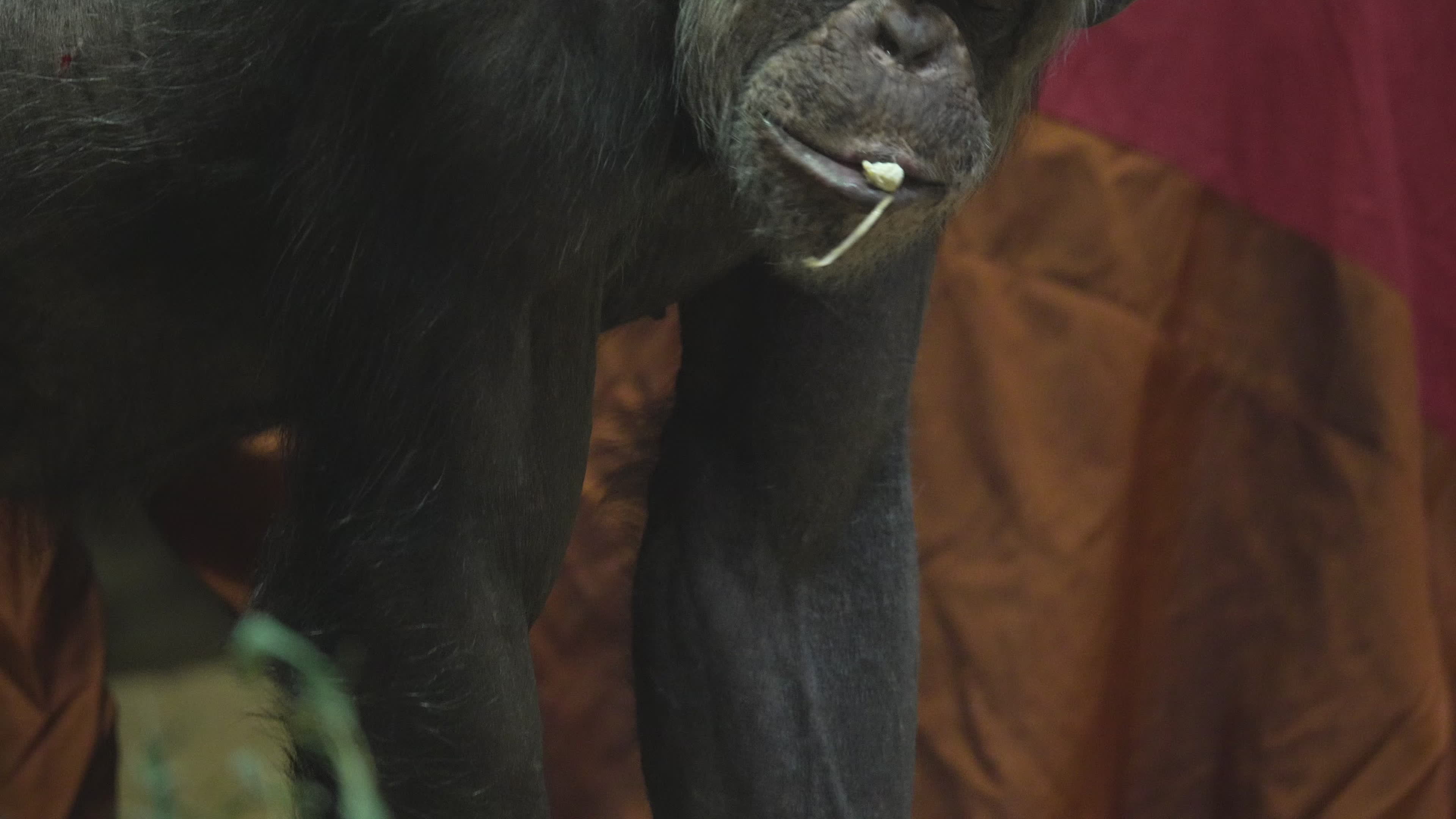 Natively born chimpanzee celebrates 10th birthday in Warsaw Zoo