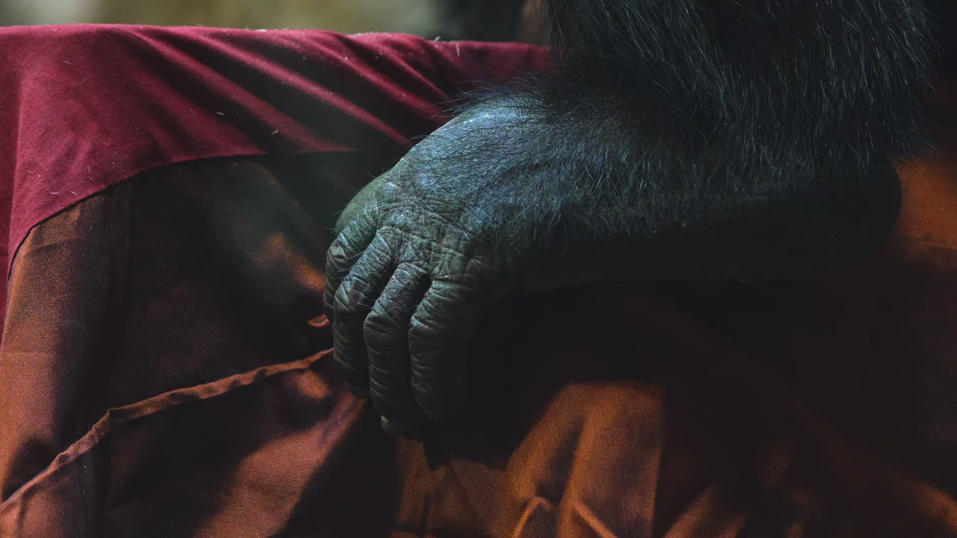 Natively born chimpanzee celebrates 10th birthday in Warsaw Zoo