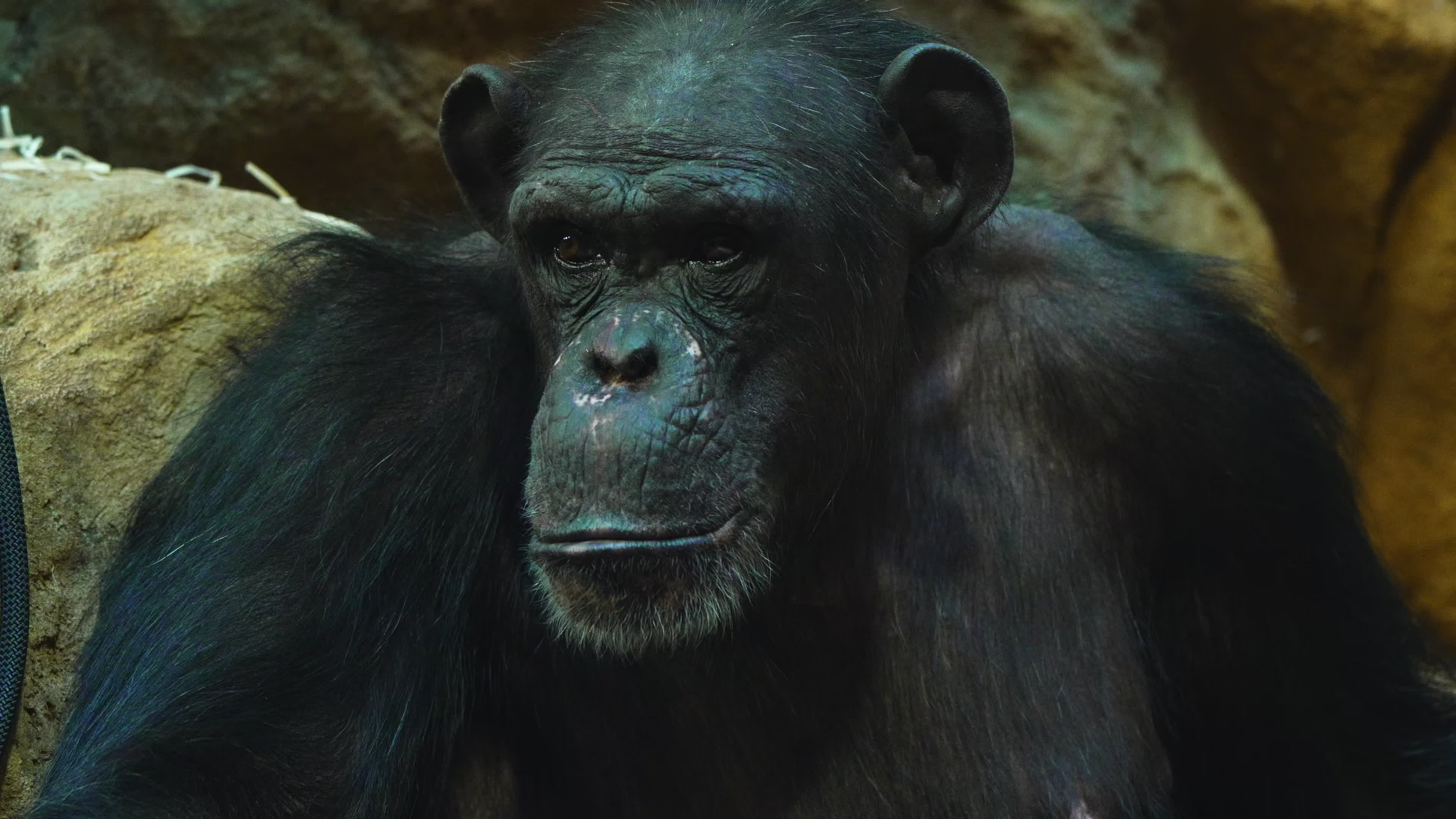 Natively born chimpanzee celebrates 10th birthday in Warsaw Zoo