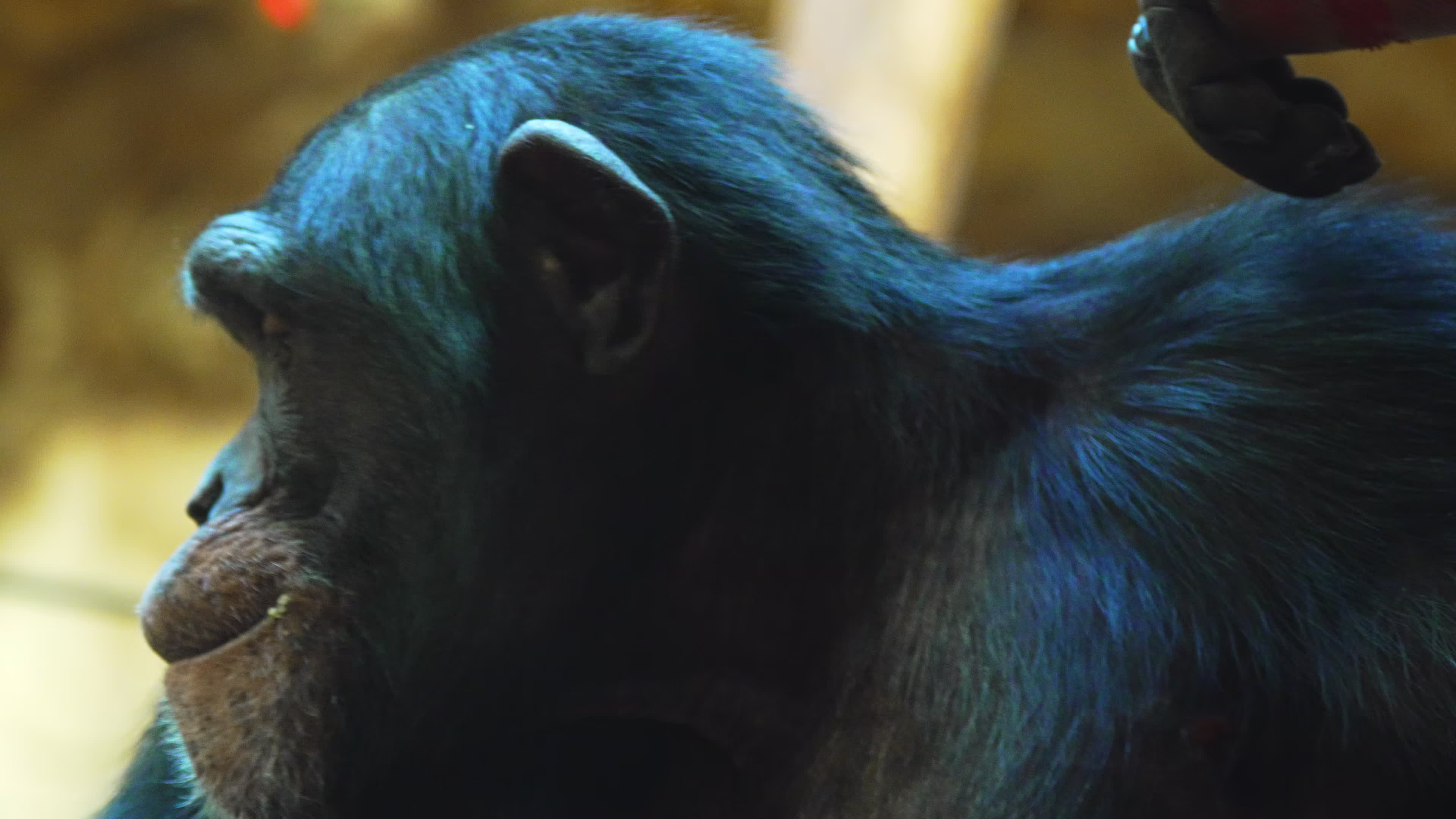 Natively born chimpanzee celebrates 10th birthday in Warsaw Zoo