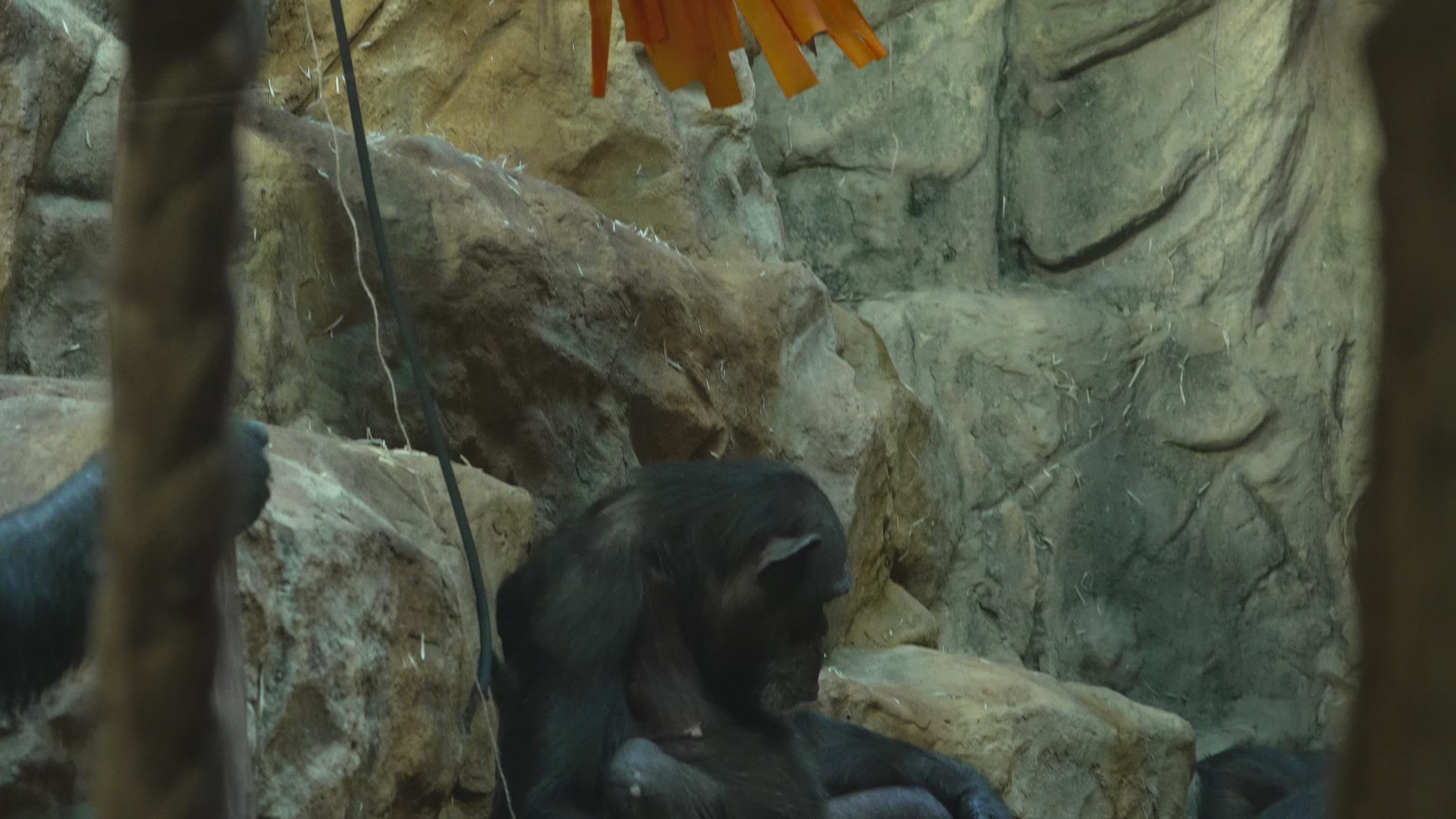 Natively born chimpanzee celebrates 10th birthday in Warsaw Zoo