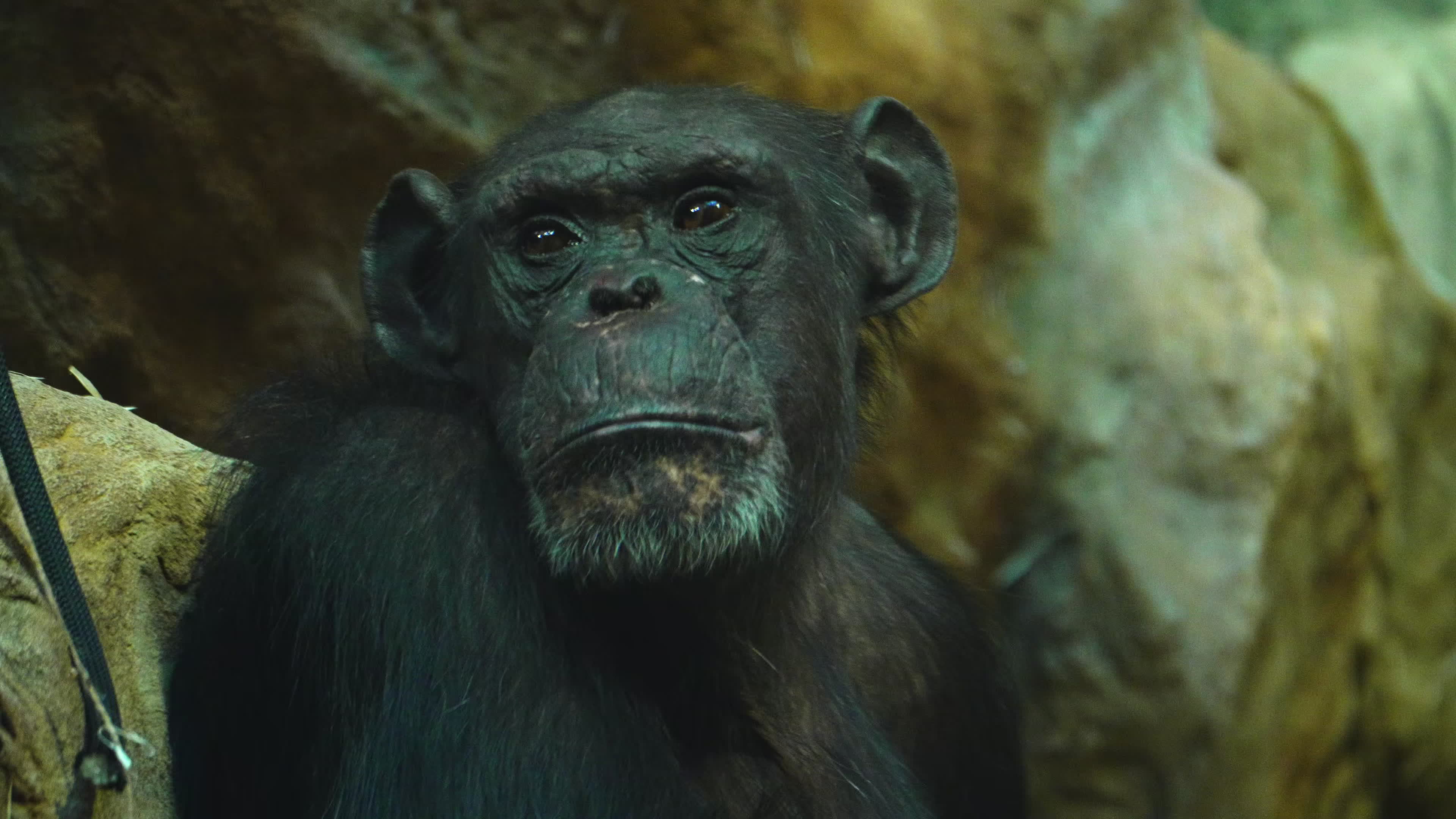 Natively born chimpanzee celebrates 10th birthday in Warsaw Zoo
