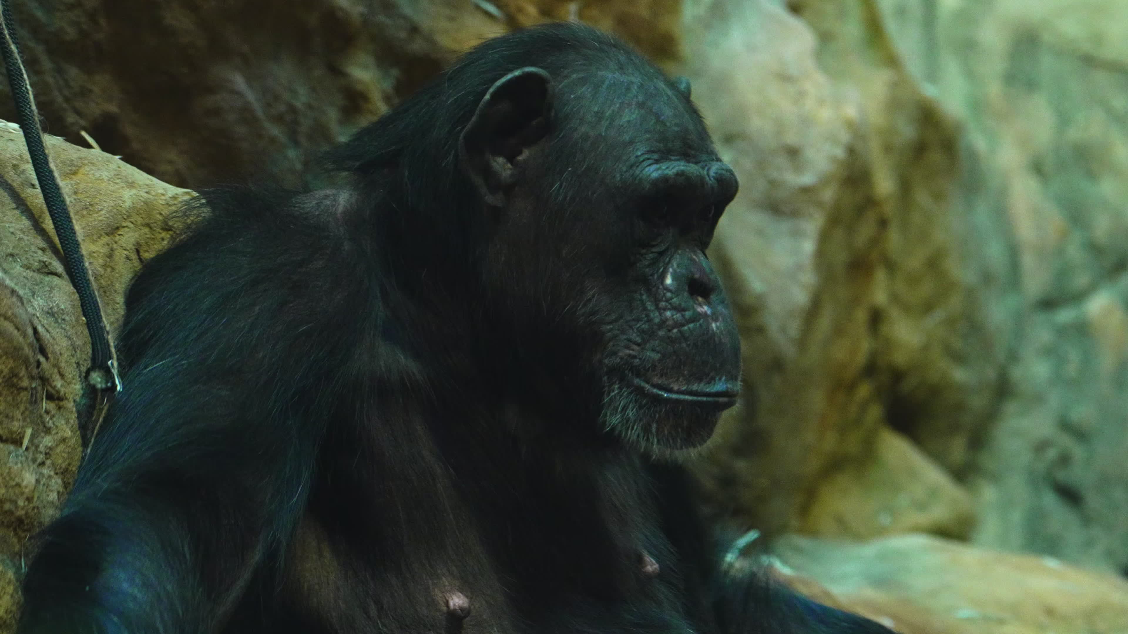 Natively born chimpanzee celebrates 10th birthday in Warsaw Zoo