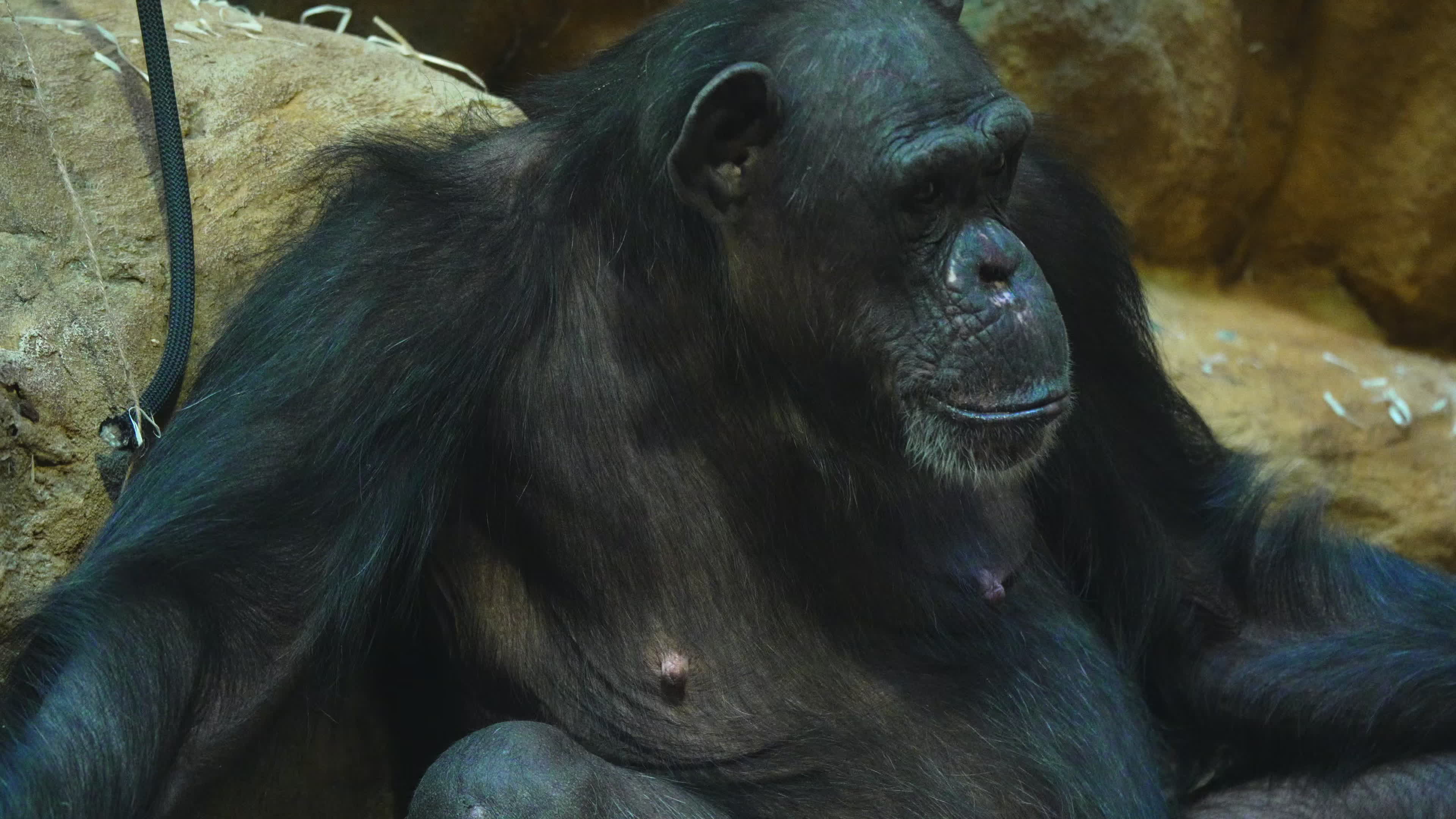 Natively born chimpanzee celebrates 10th birthday in Warsaw Zoo